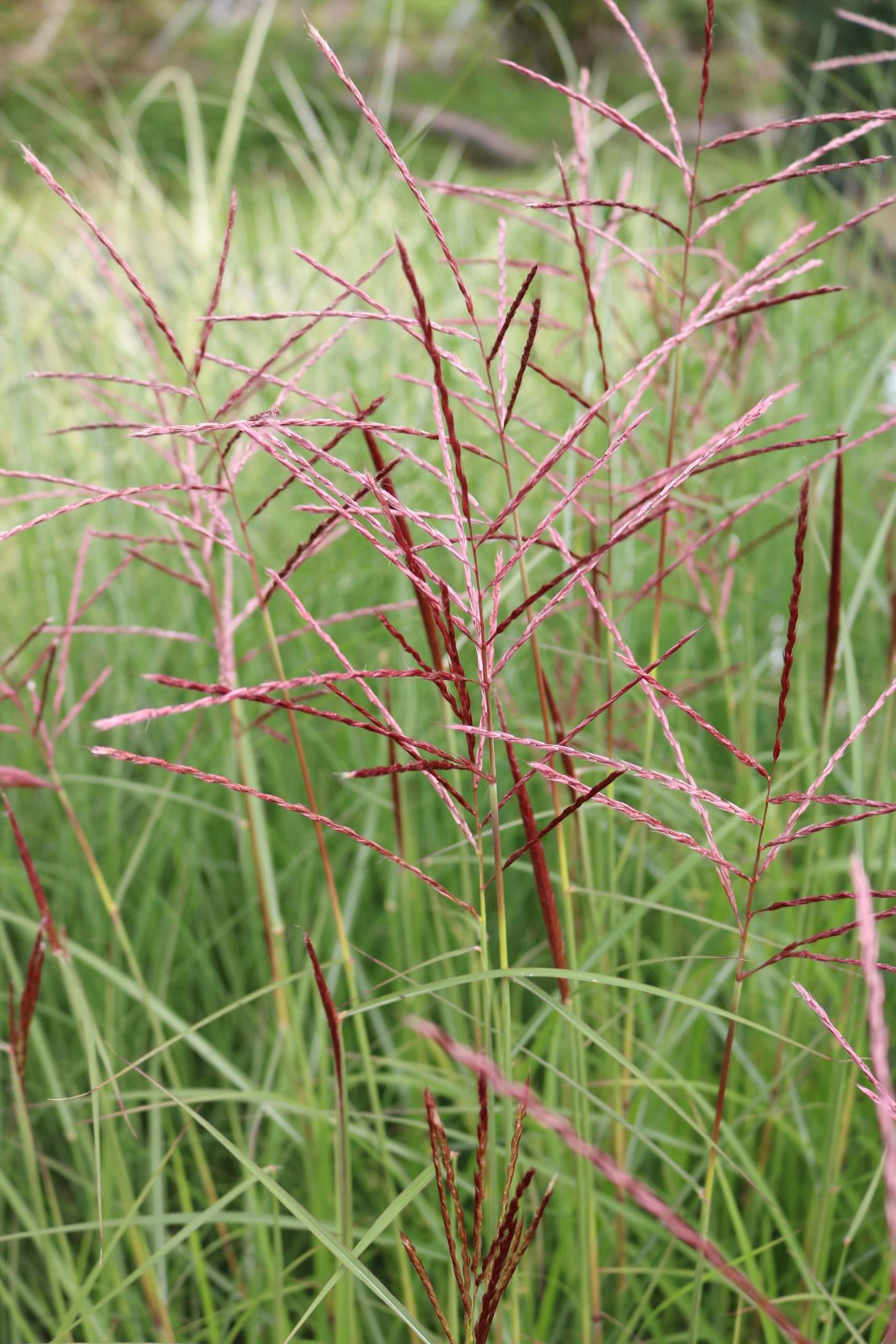 3263_miscanthus_sinensis_ferner_osten_XS_003.jpeg