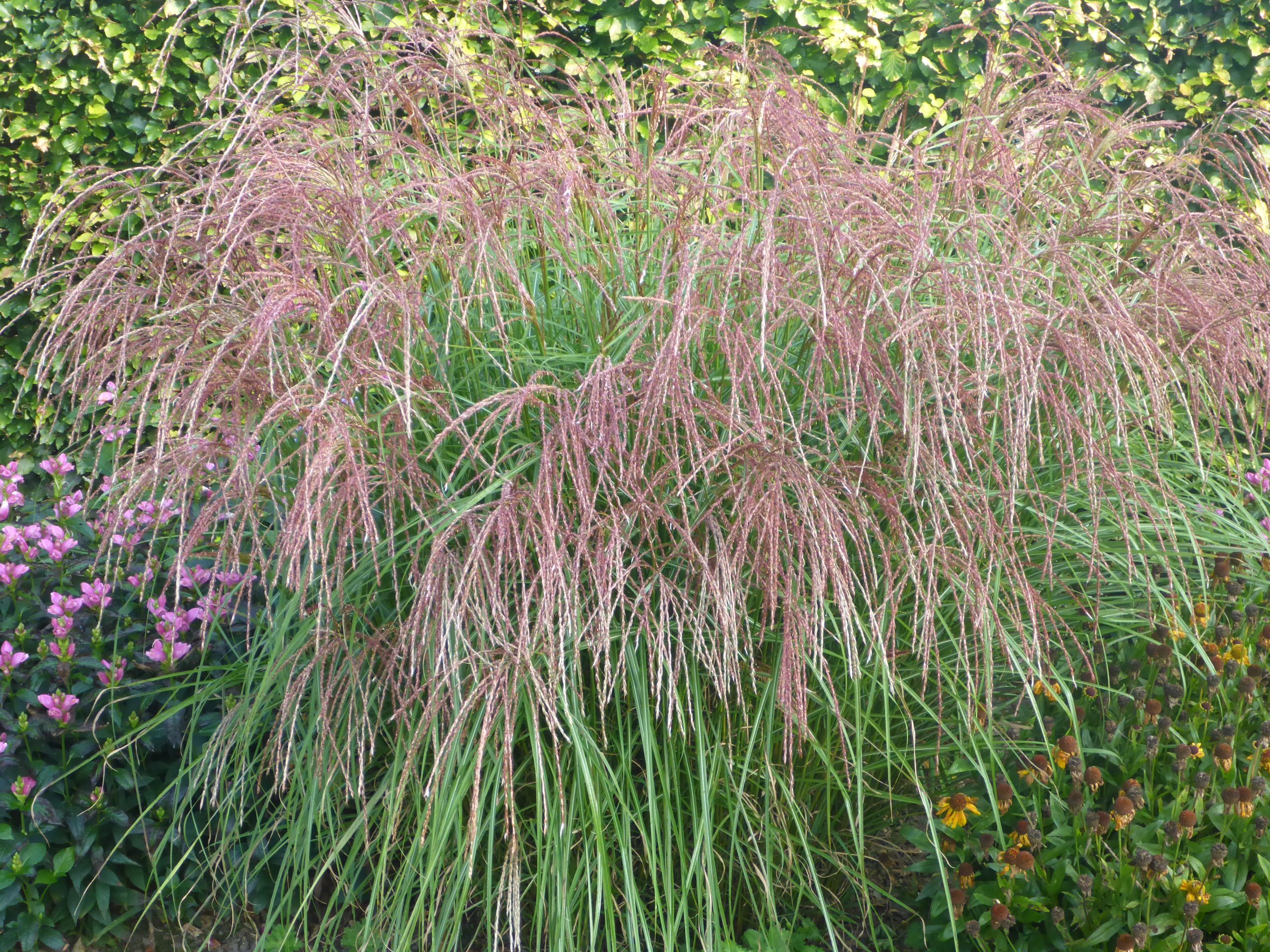 3265_miscanthus_sinensis_flamingo_SS_002.jpeg