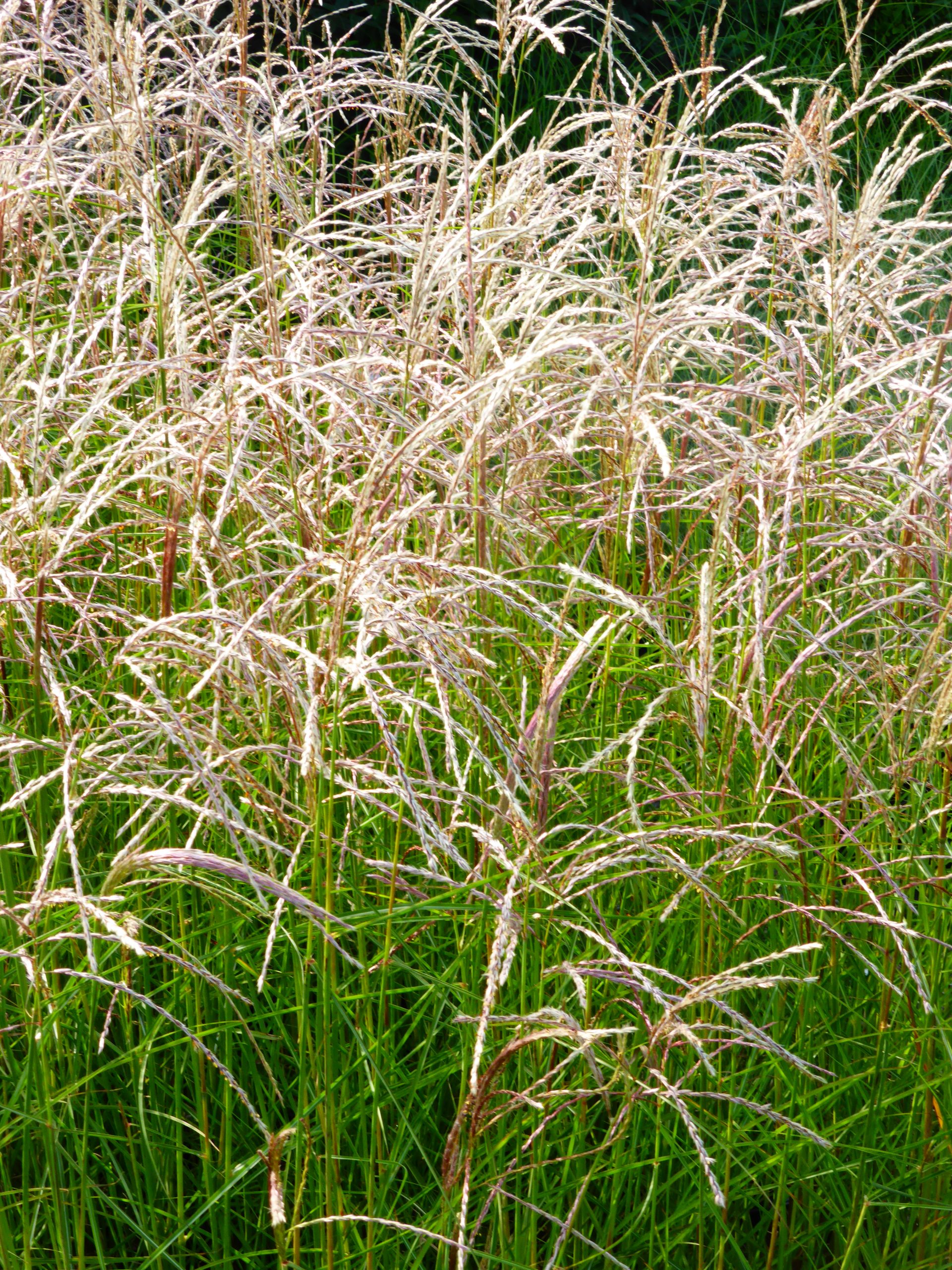 3274_miscanthus_sinensis_kleine_fontane_SS_001.jpeg
