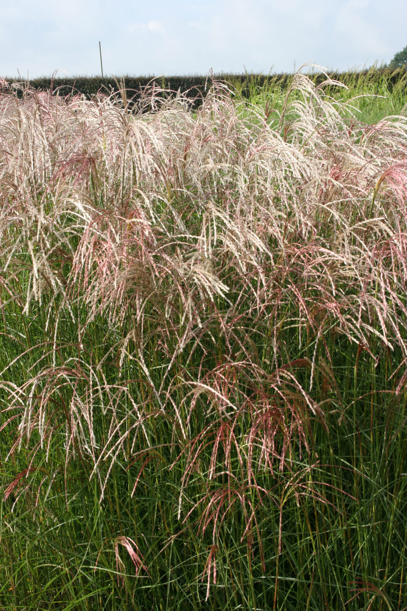 3275_miscanthus_sinensis_kleine_fontane_SS_002.jpeg