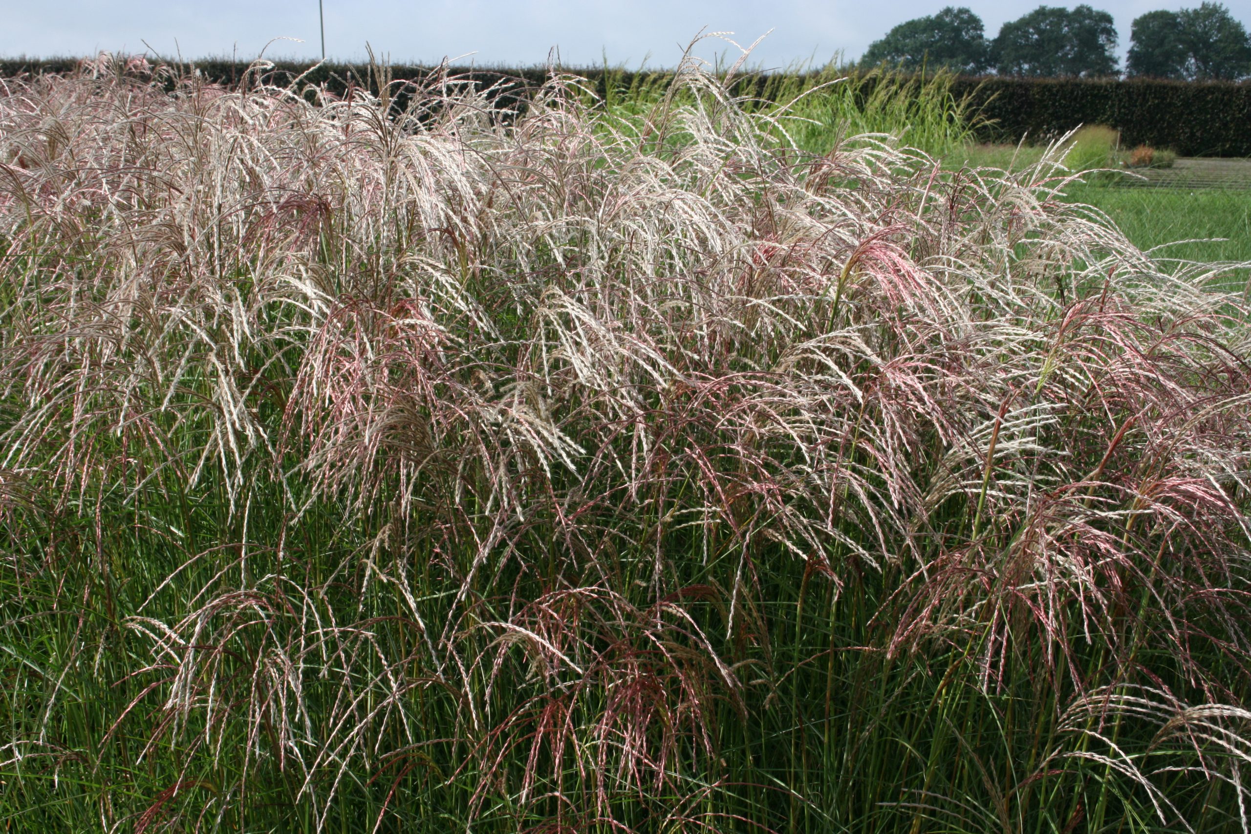3276_miscanthus_sinensis_kleine_fontane_SS_003.jpeg