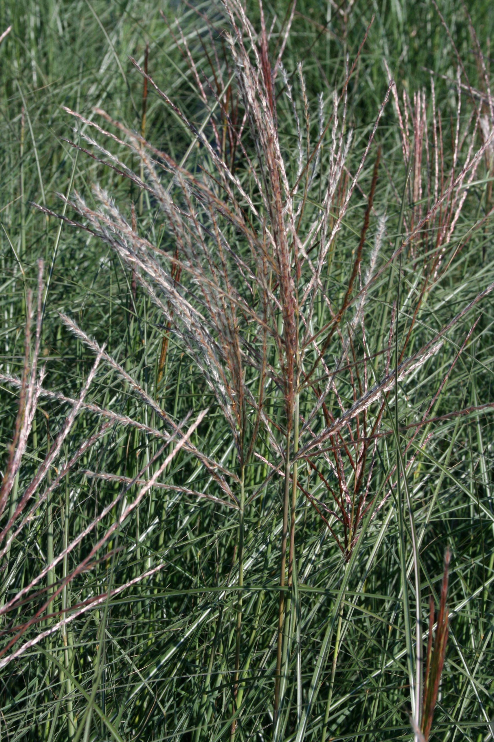 3278_miscanthus_sinensis_kleine_silberspinne_SS_001.jpeg