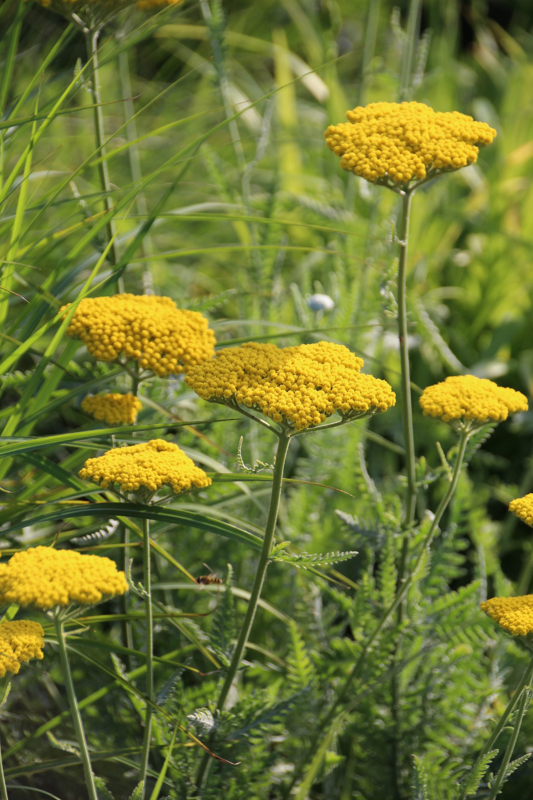32_achillea_filipendulina_coronation_gold_SS_002.jpeg