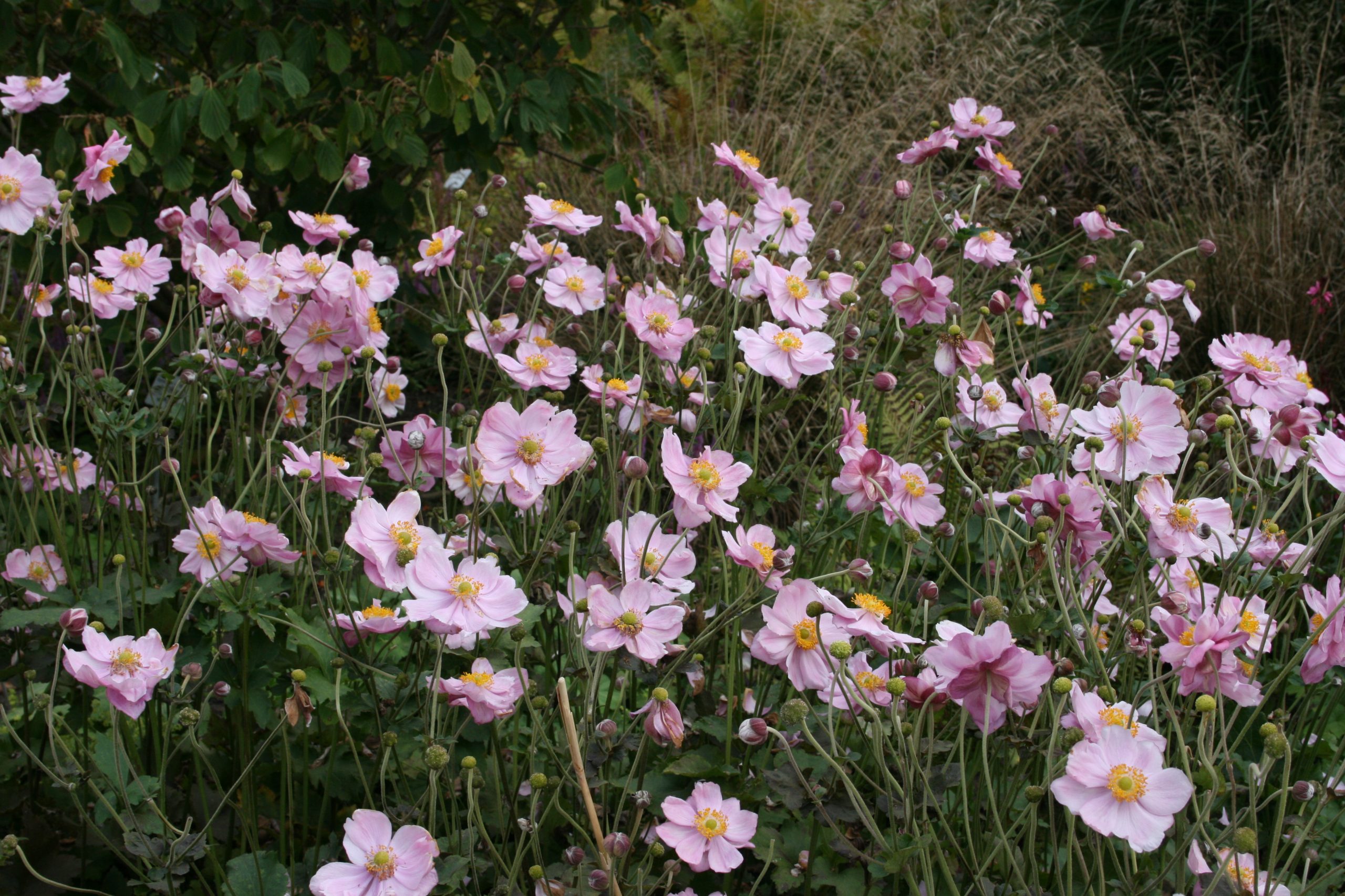 334_anemone_japonica_konigin_charlotte_SS_001.jpeg