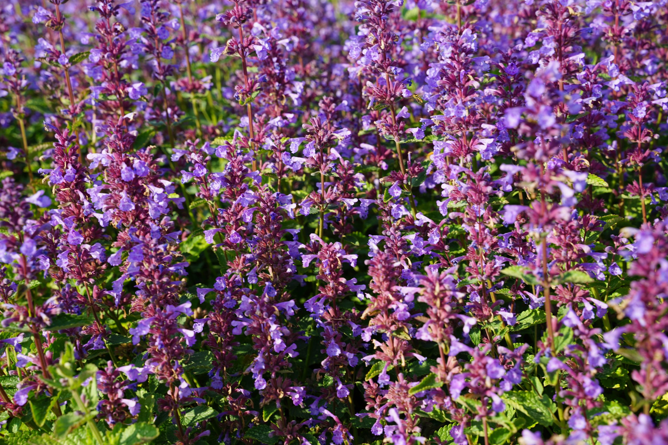 3361_nepeta_grandiflora_blue_danube_SS_002.jpeg