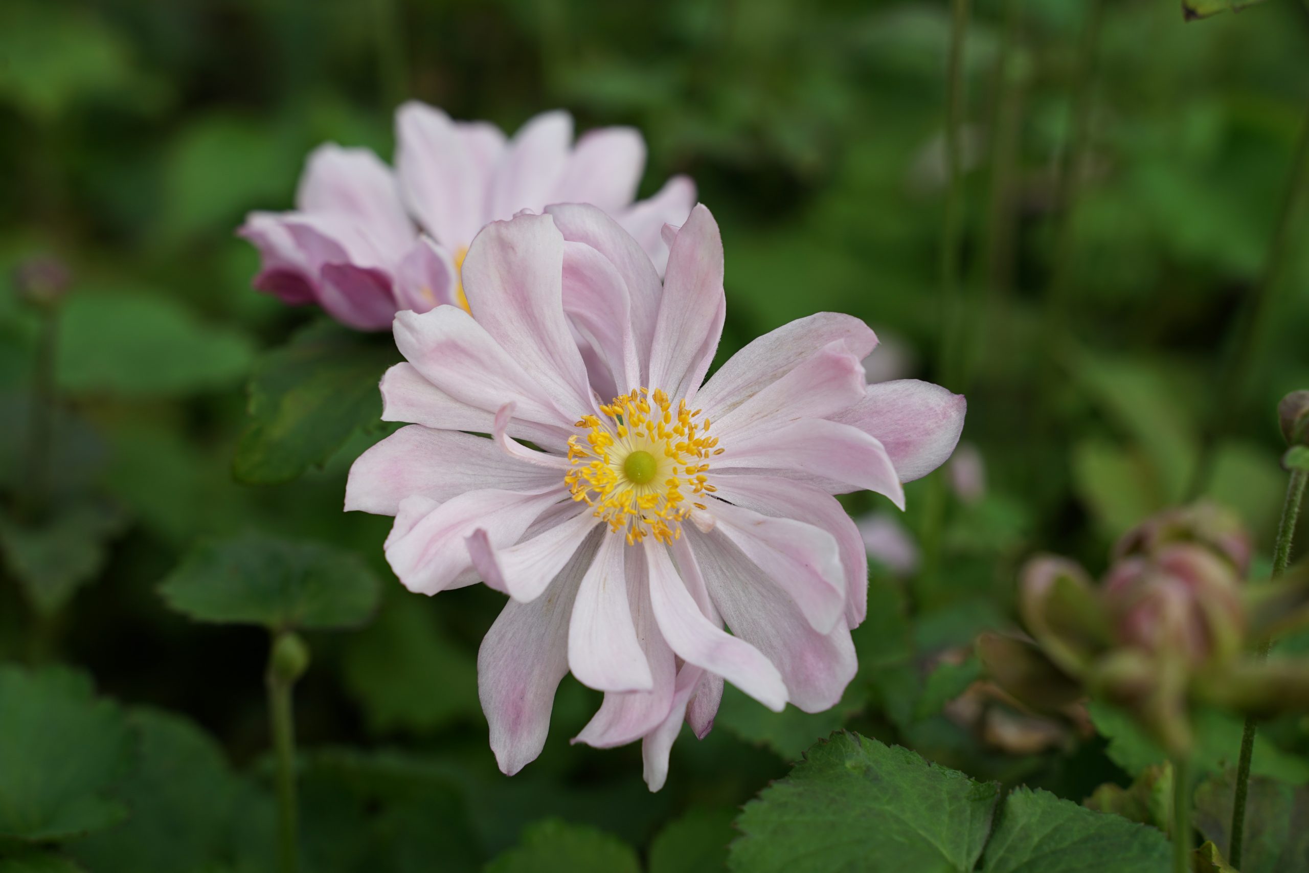 336_anemone_japonica_konigin_charlotte_SS_003.jpeg