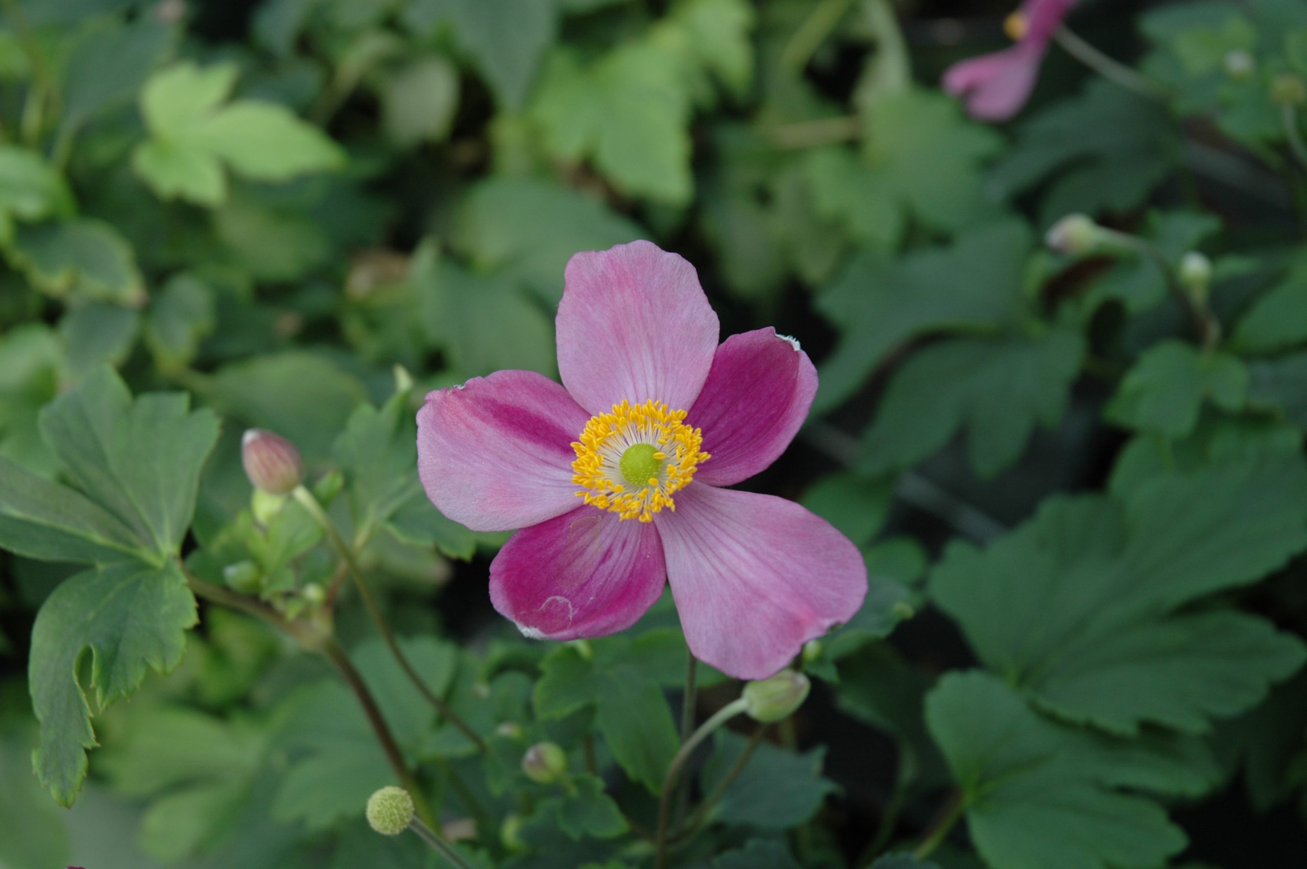337_anemone_japonica_pretty_lady_diana_XS_001.jpeg
