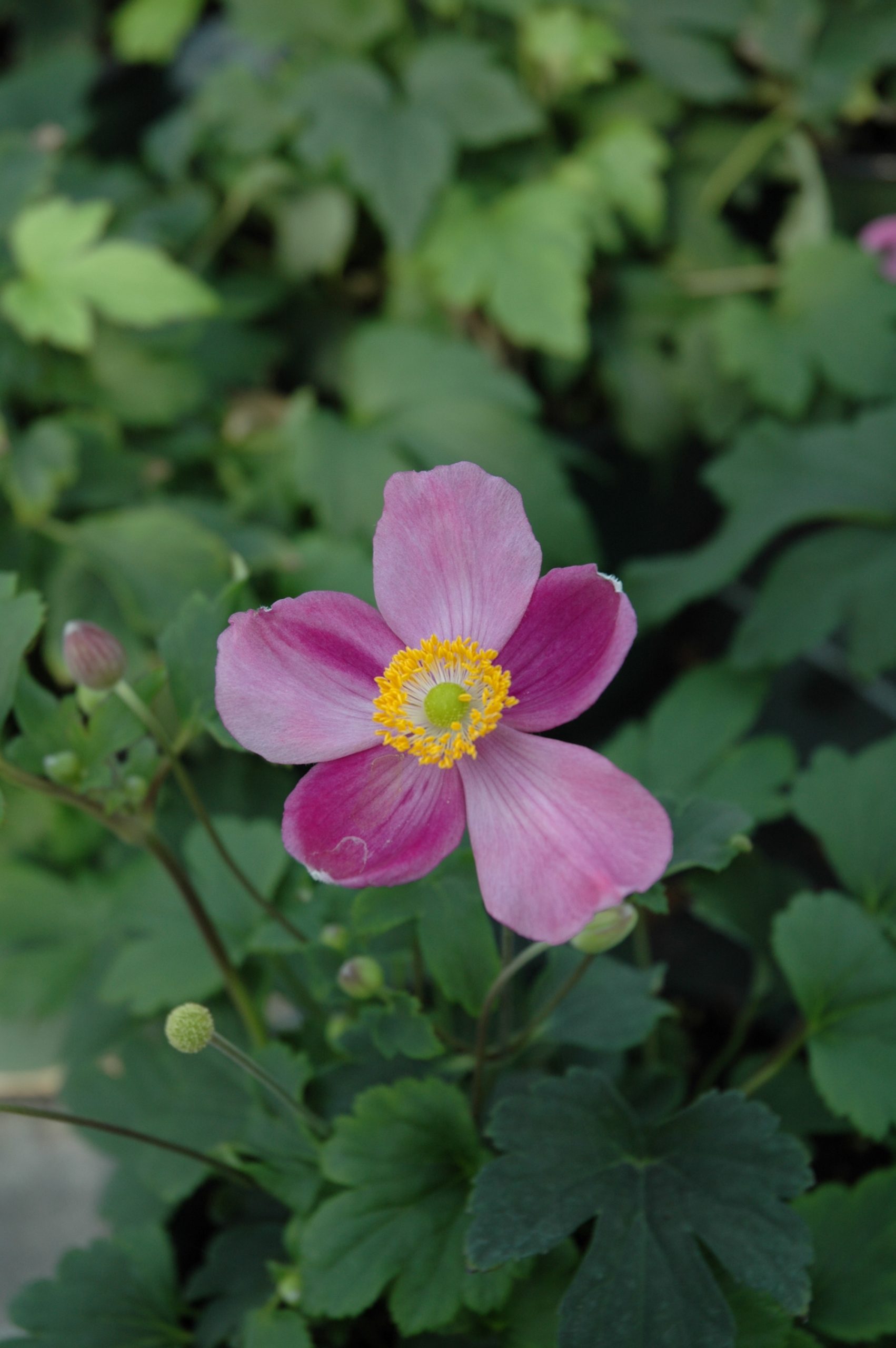 338_anemone_japonica_pretty_lady_diana_XS_002.jpeg