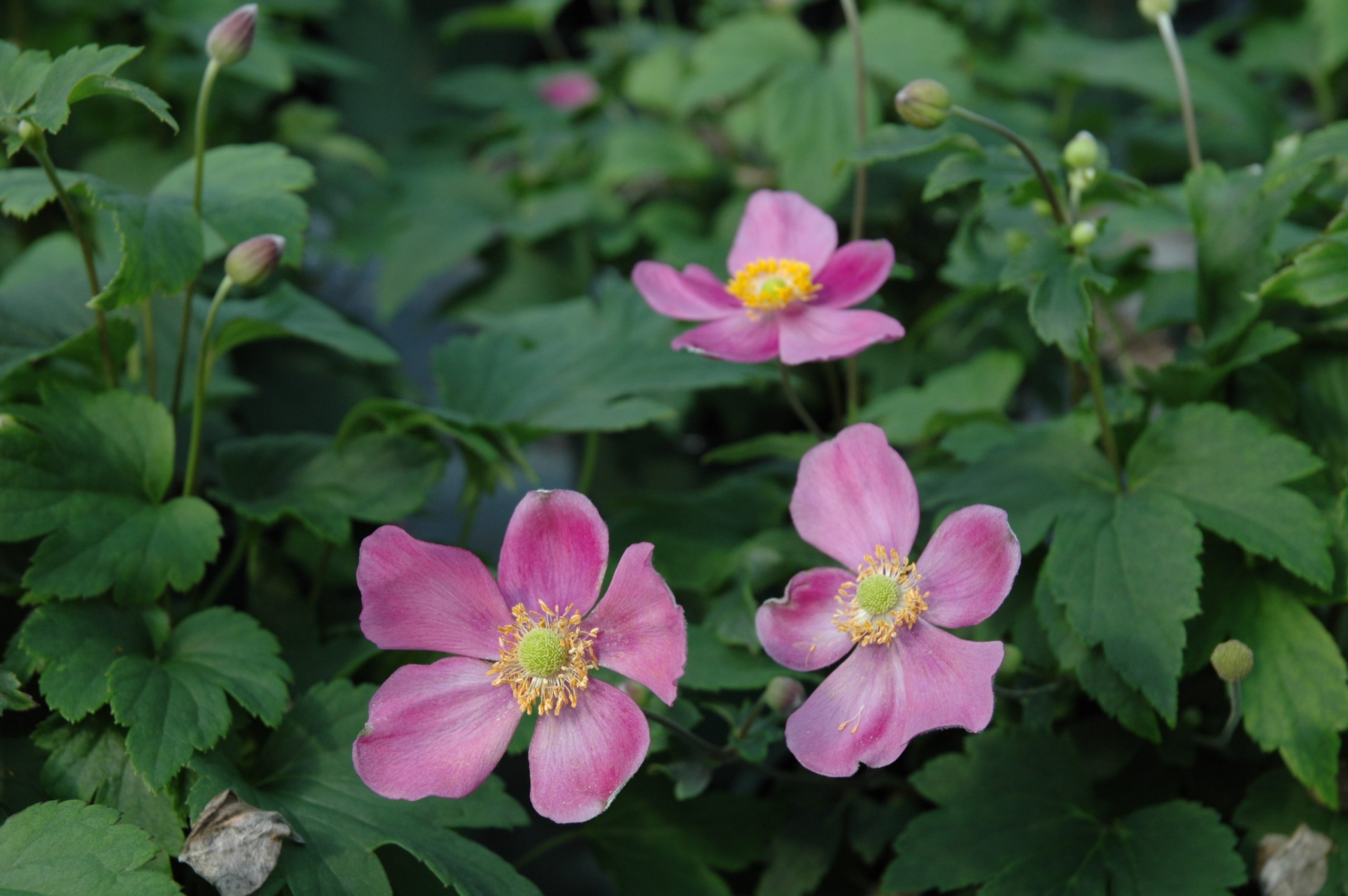 339_anemone_japonica_pretty_lady_diana_XS_003.jpeg