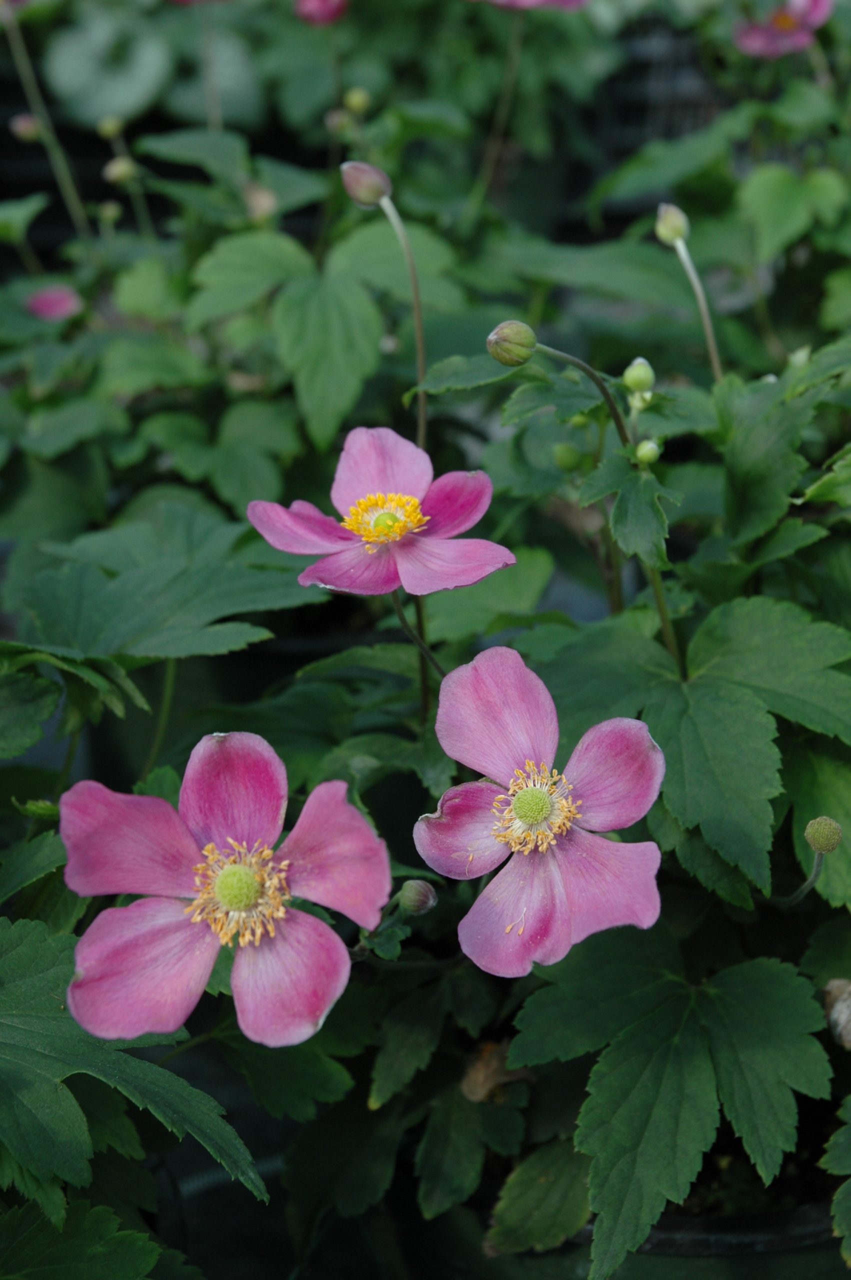 340_anemone_japonica_pretty_lady_diana_XS_004.jpeg