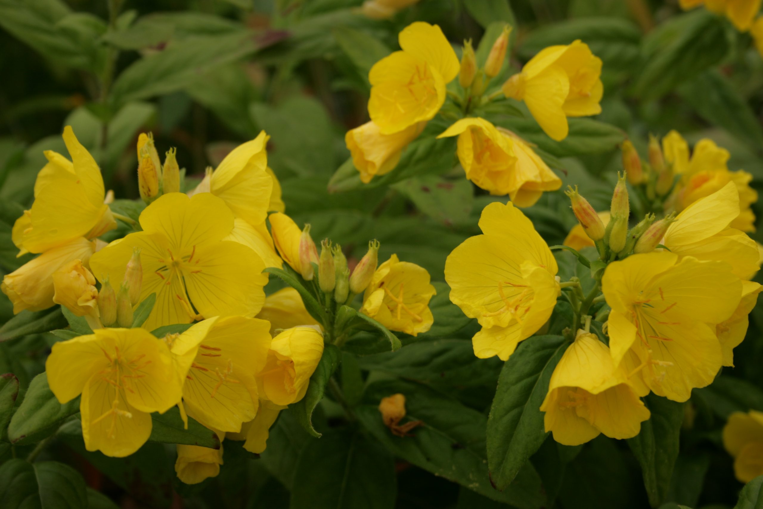 3412_oenothera_pilosella_yella_fella_SS_001.jpeg