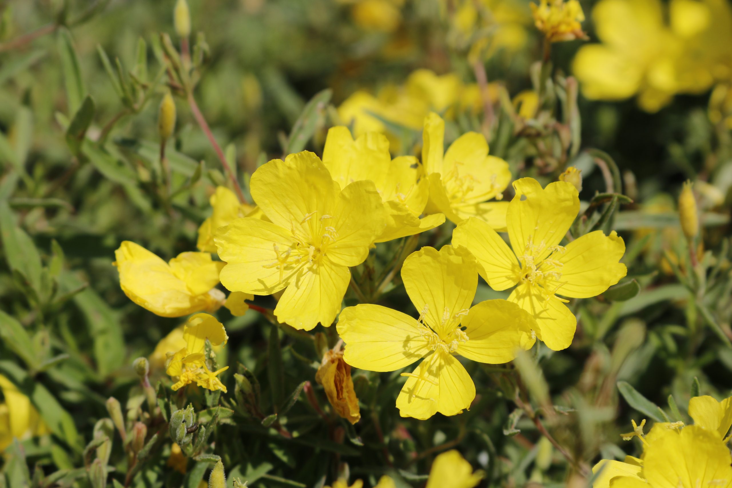 3423_oenothera_tetragona_cold_crick_XS_001.jpeg