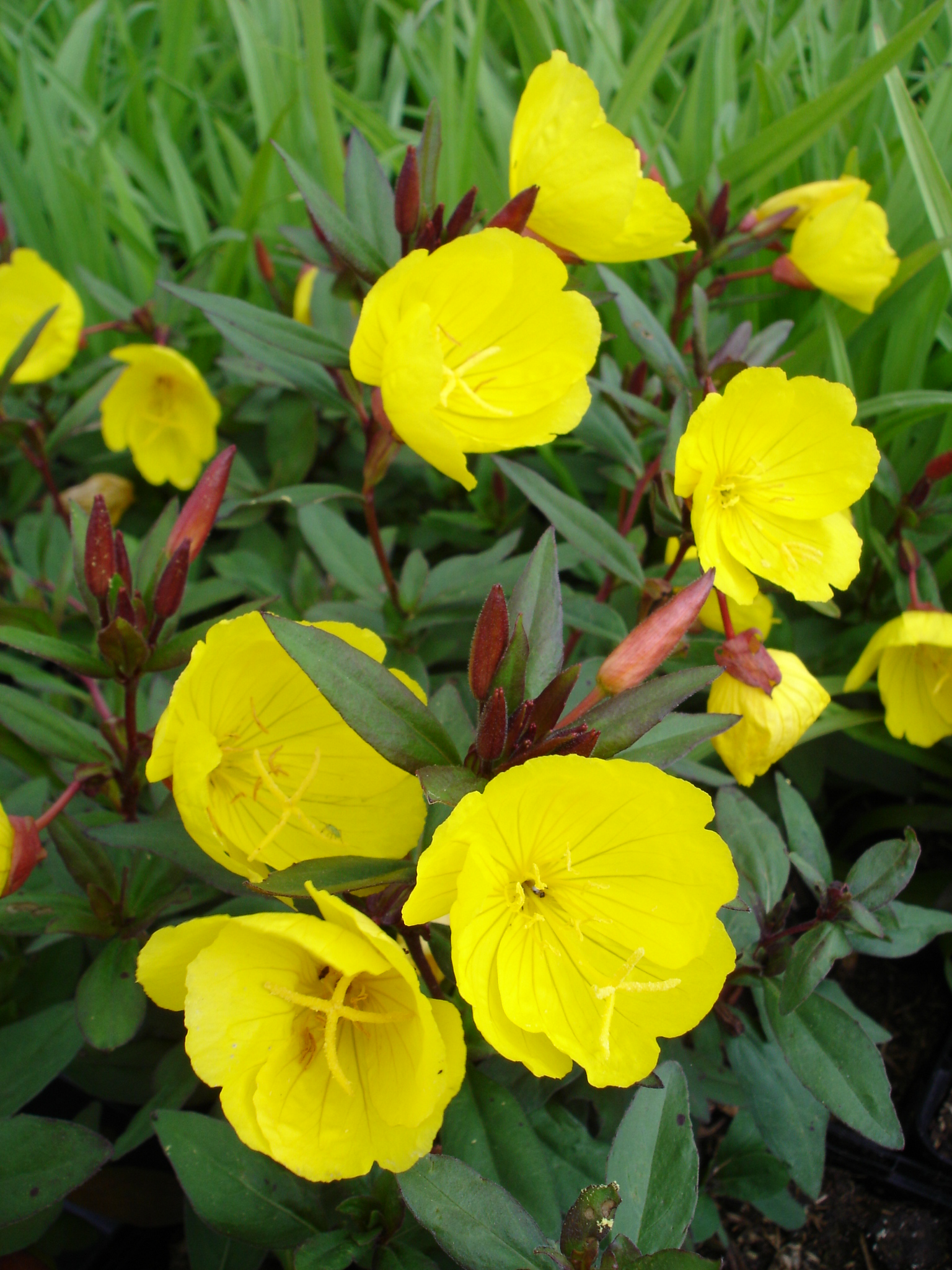3424_oenothera_tetragona_sonnenwende_SS_001.jpeg
