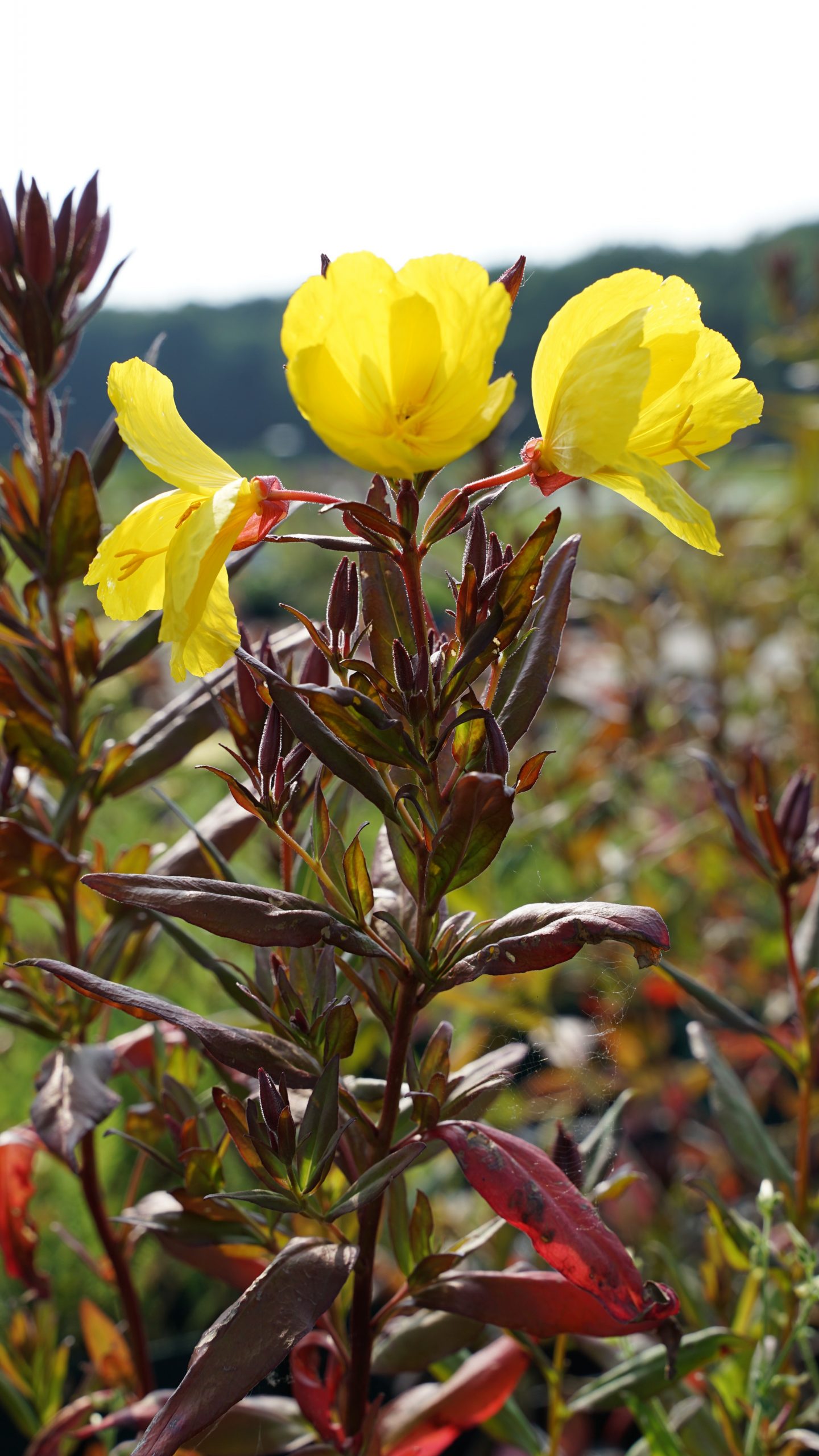 3428_oenothera_tetragona_sonnenwende_SS_005.jpeg