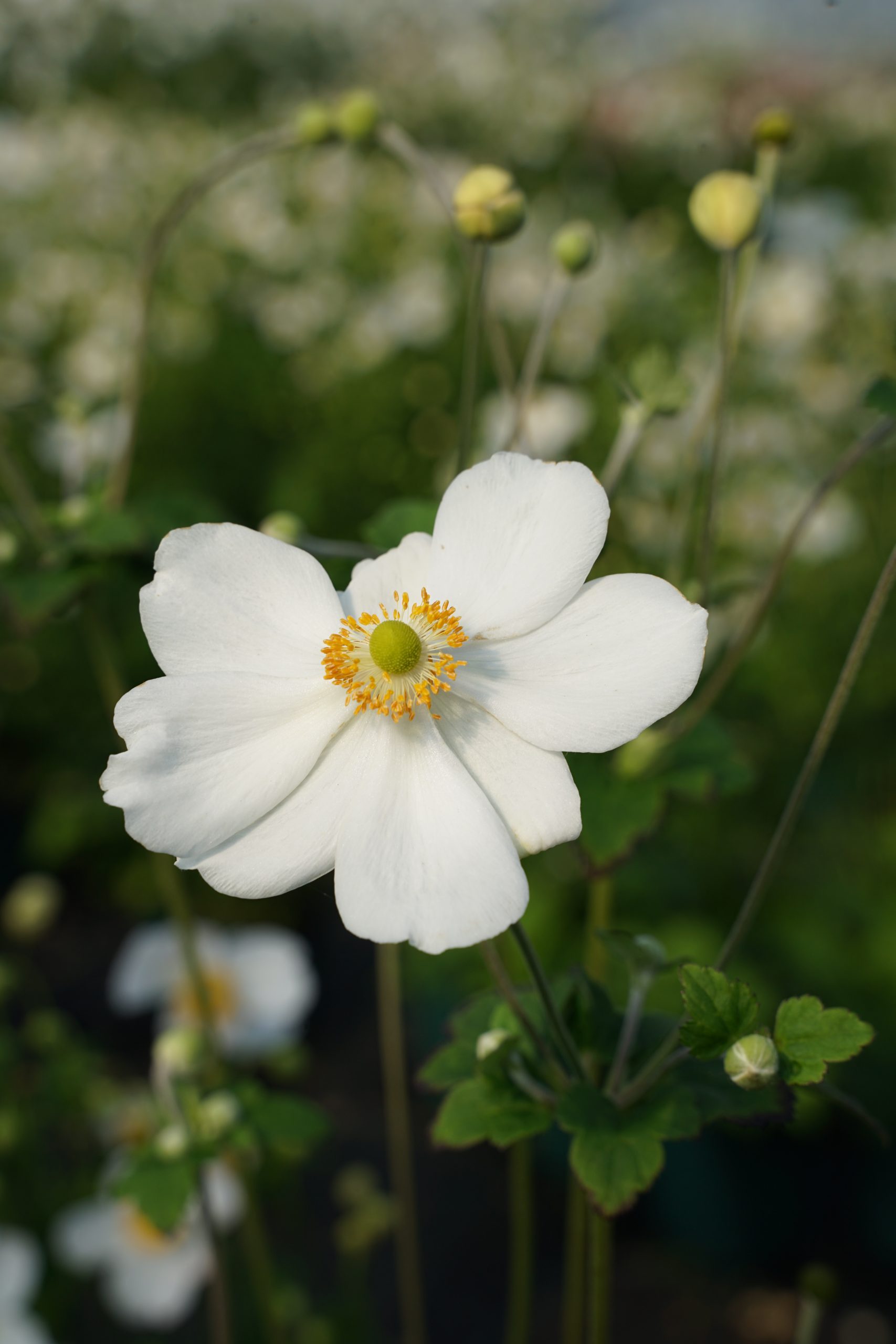342_anemone_japonica_pretty_lady_maria_SS_001.jpeg