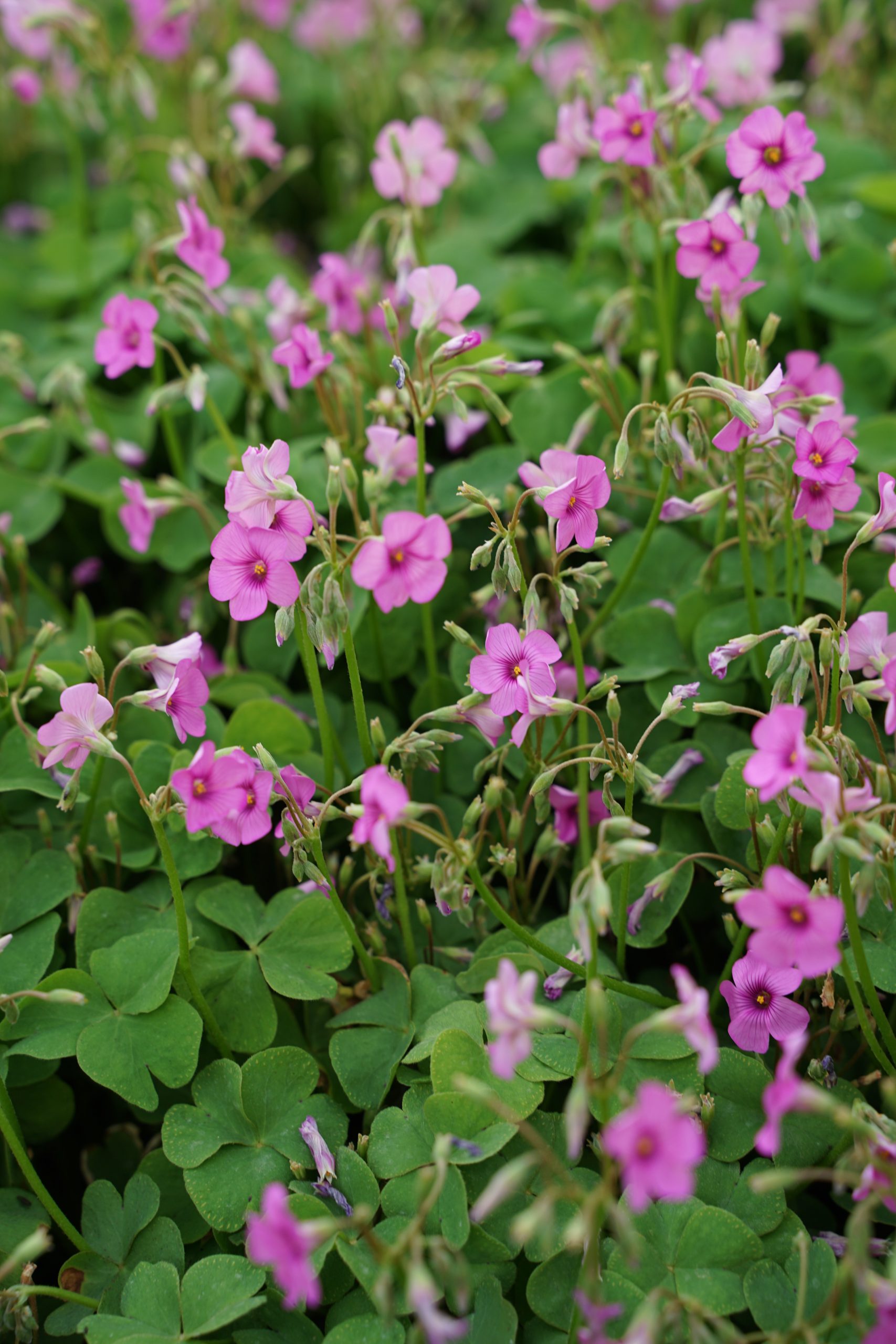 3460_oxalis_articulata_SS_004.jpeg