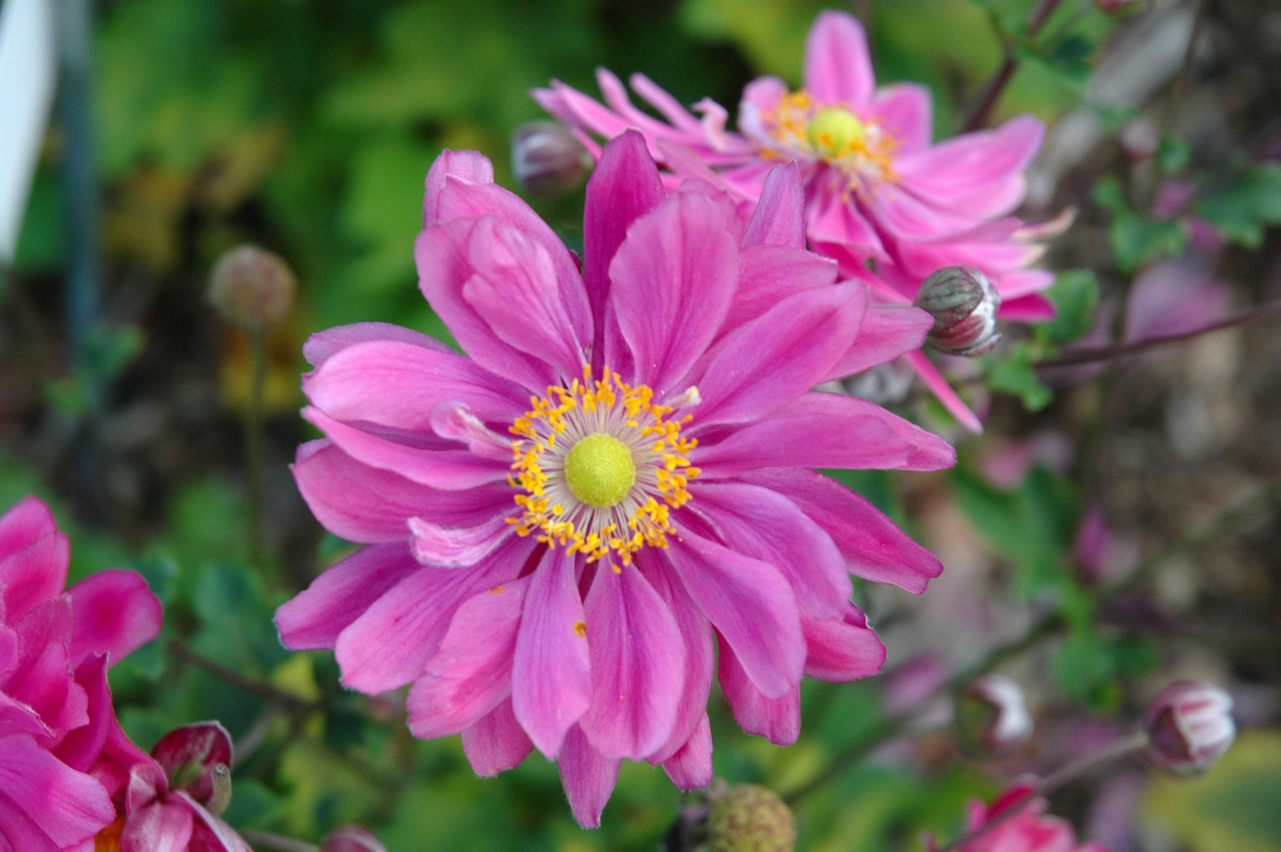 347_anemone_japonica_pamina_XS_004.jpeg