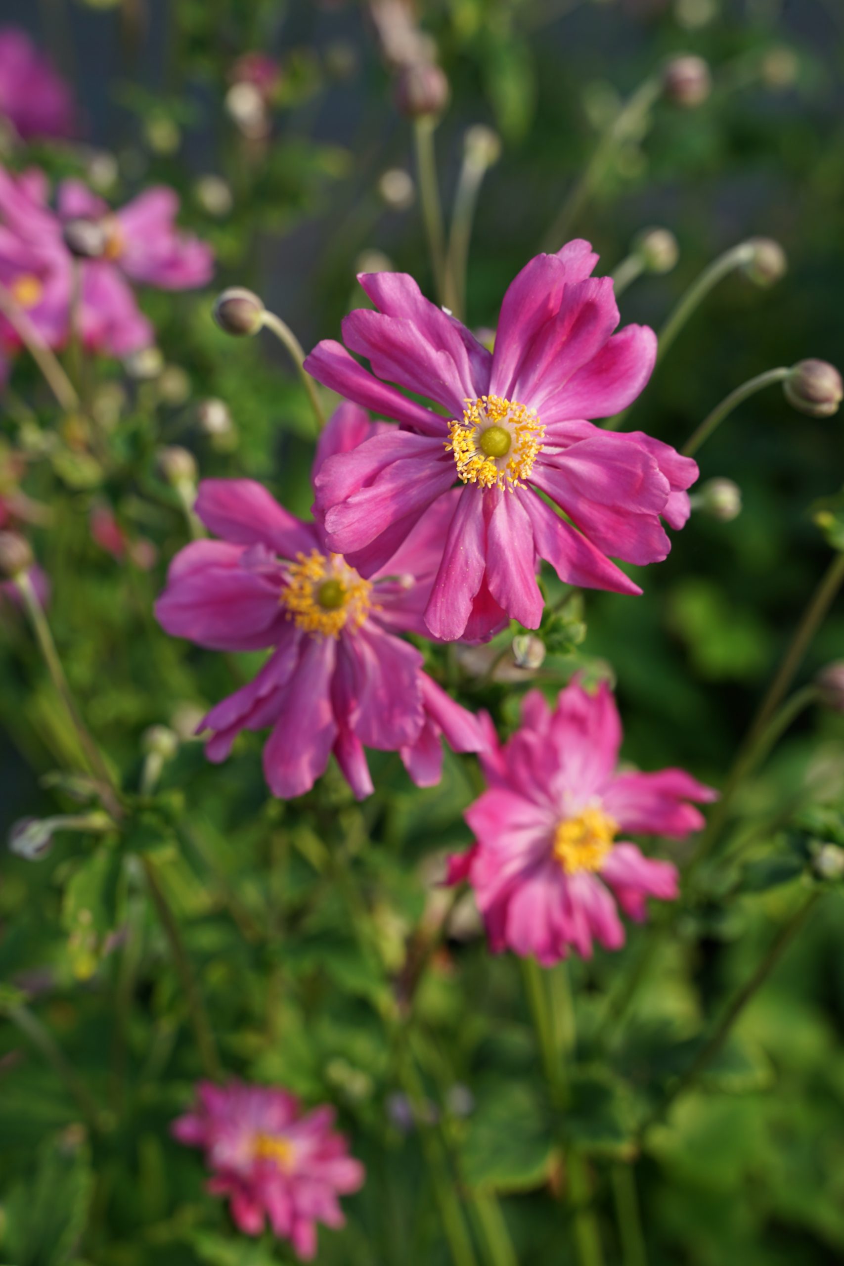 348_anemone_japonica_prinz_heinrich_SS_001.jpeg