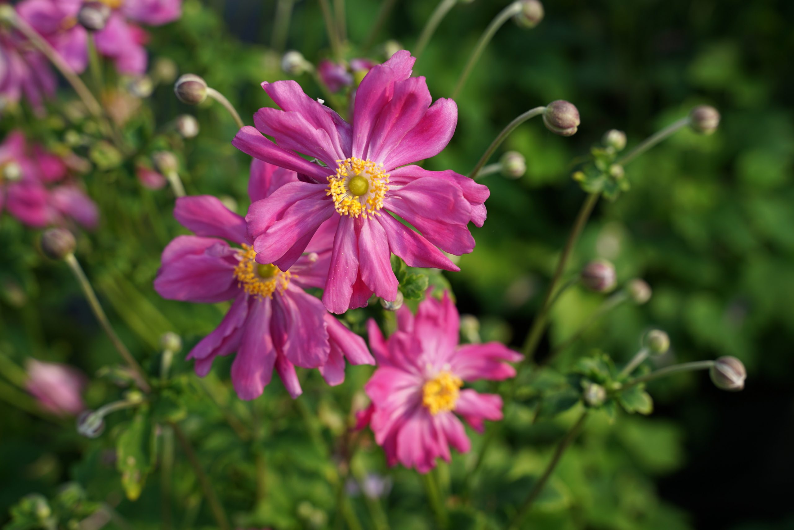 349_anemone_japonica_prinz_heinrich_SS_002.jpeg