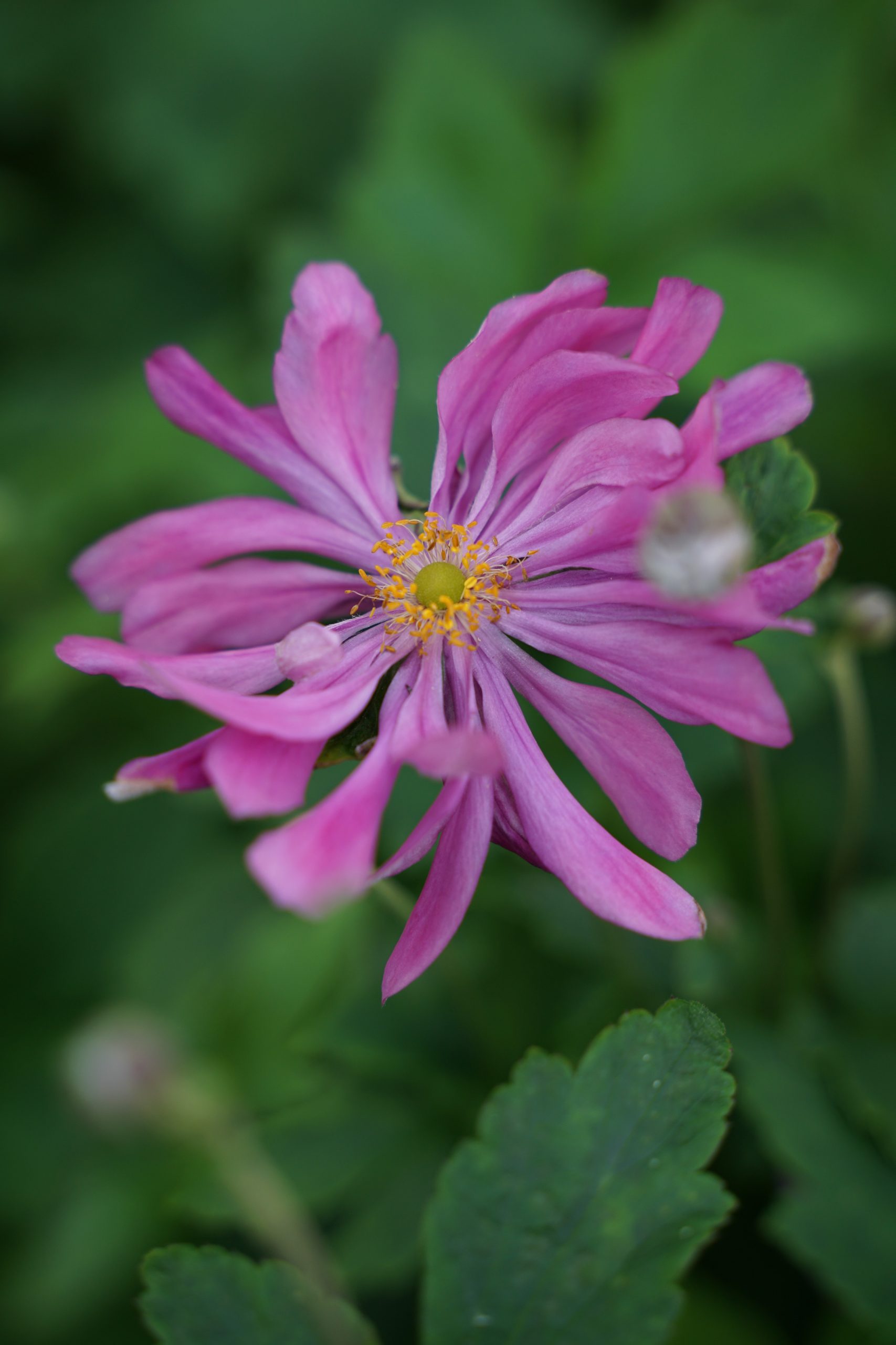 350_anemone_japonica_prinz_heinrich_SS_003.jpeg