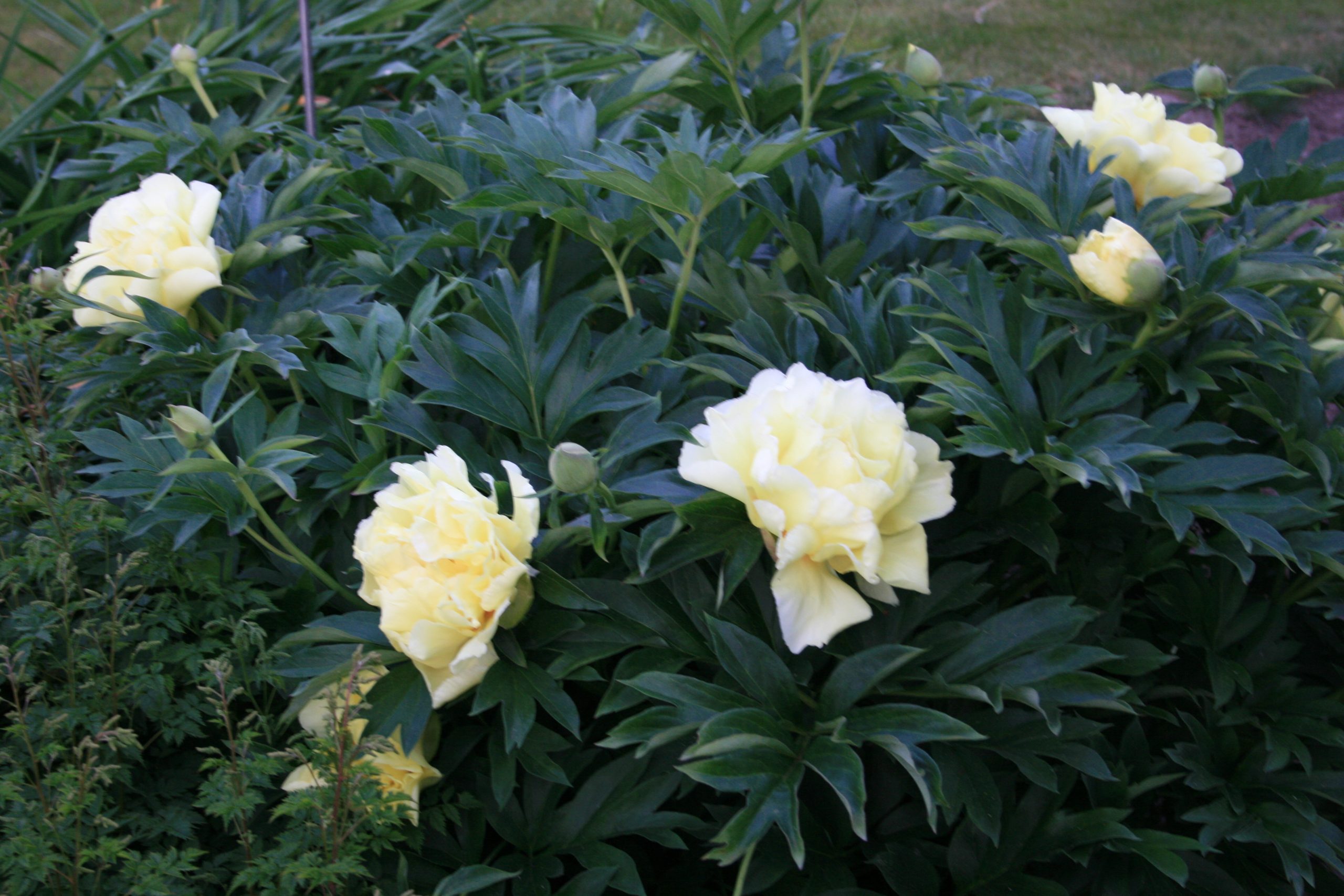 3515_paeonia_itoh_bartzella_SS_002.jpeg