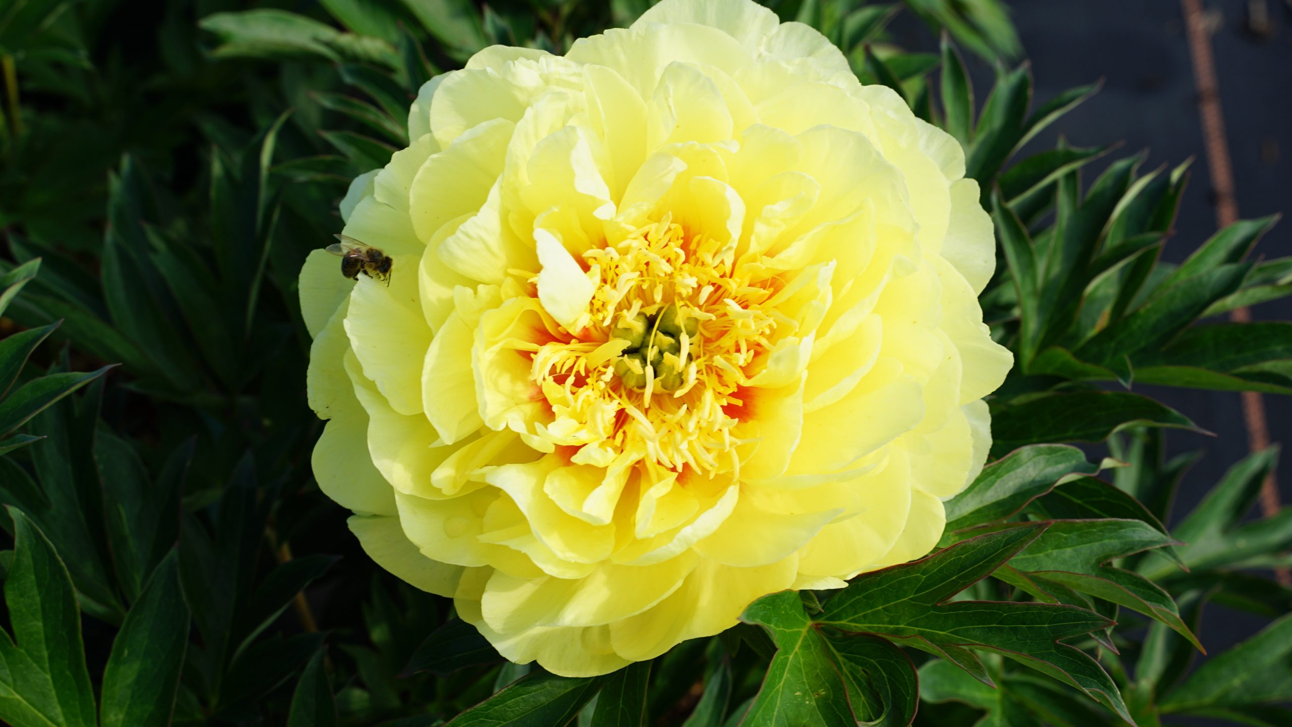3517_paeonia_itoh_bartzella_SS_004.jpeg