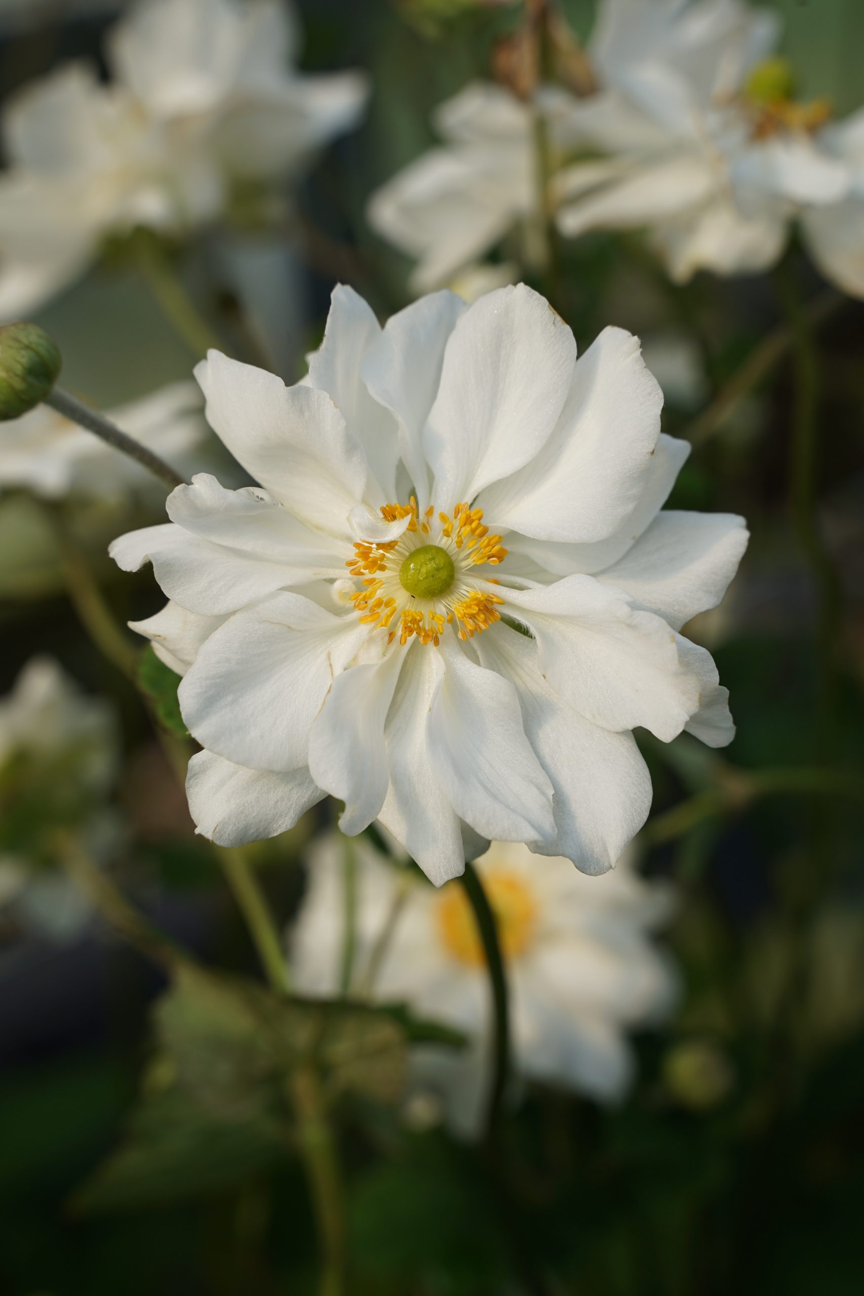 351_anemone_japonica_wirbelwind_SS_001.jpeg