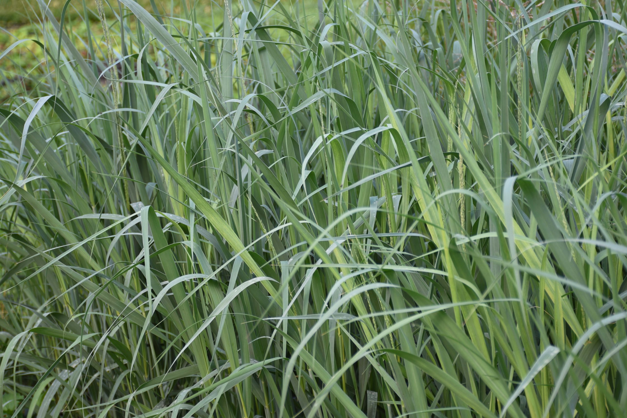 3527_panicum_virgatum_dallas_blues_XS_002-1.jpeg