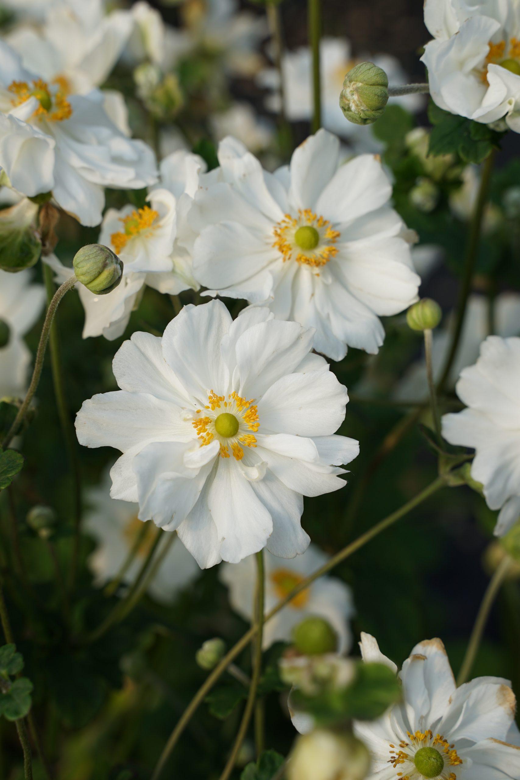 352_anemone_japonica_wirbelwind_SS_002.jpeg