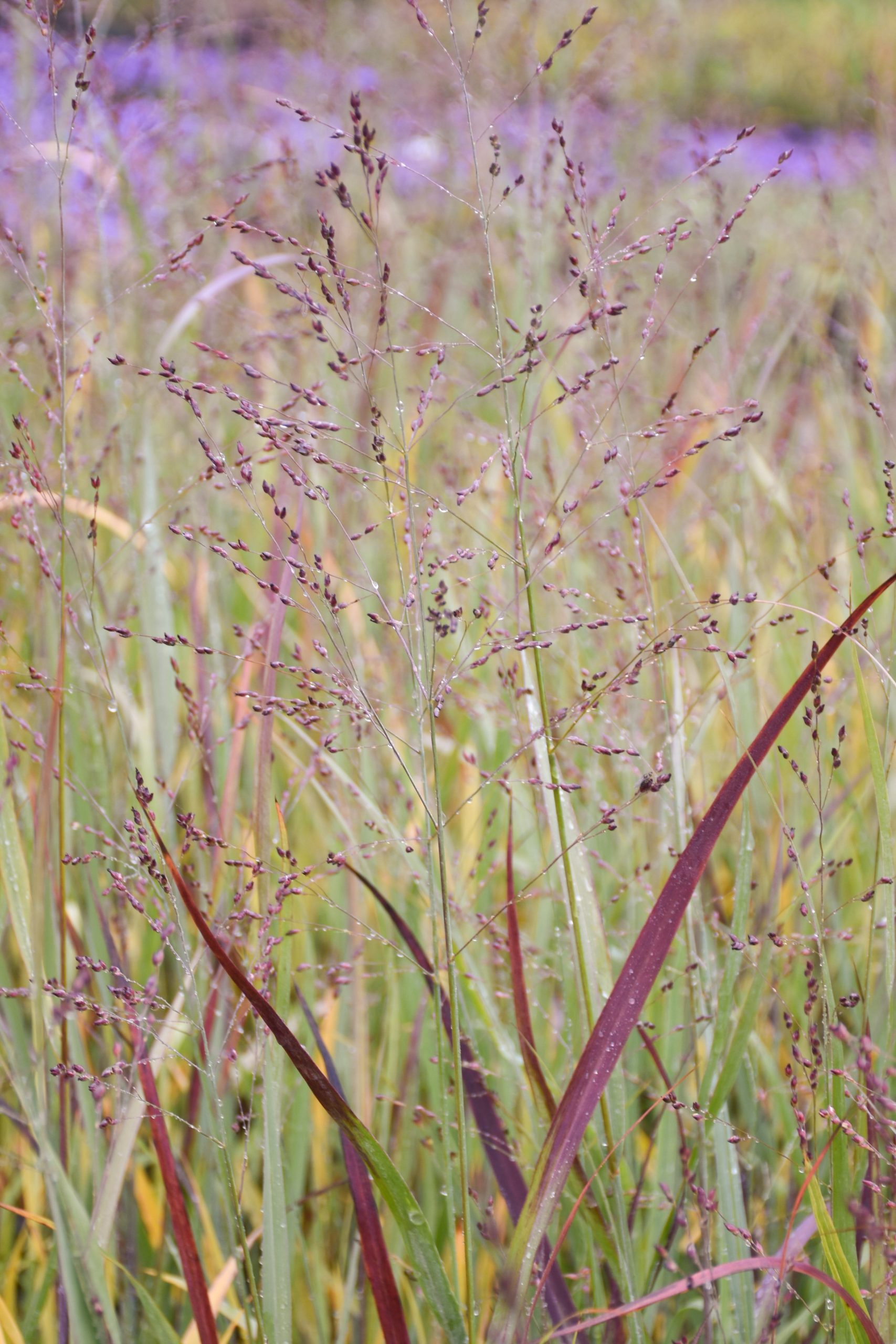 3536_panicum_virgatum_heavy_metal_XS_003-1.jpeg