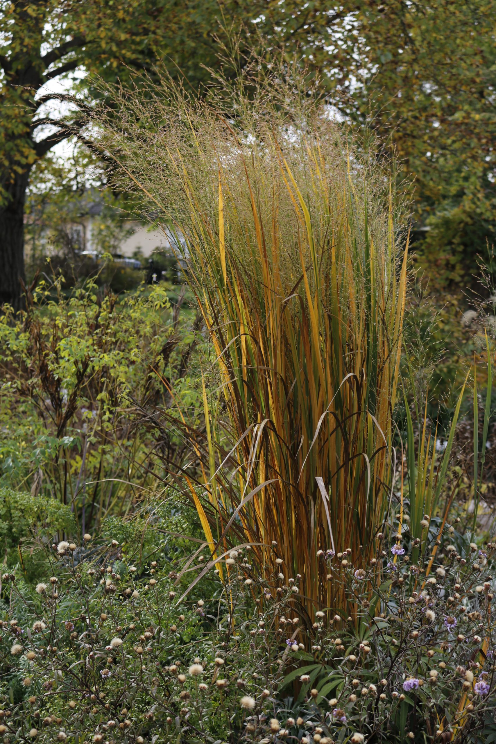 3544_panicum_virgatum_northwind_XS_002-1.jpeg