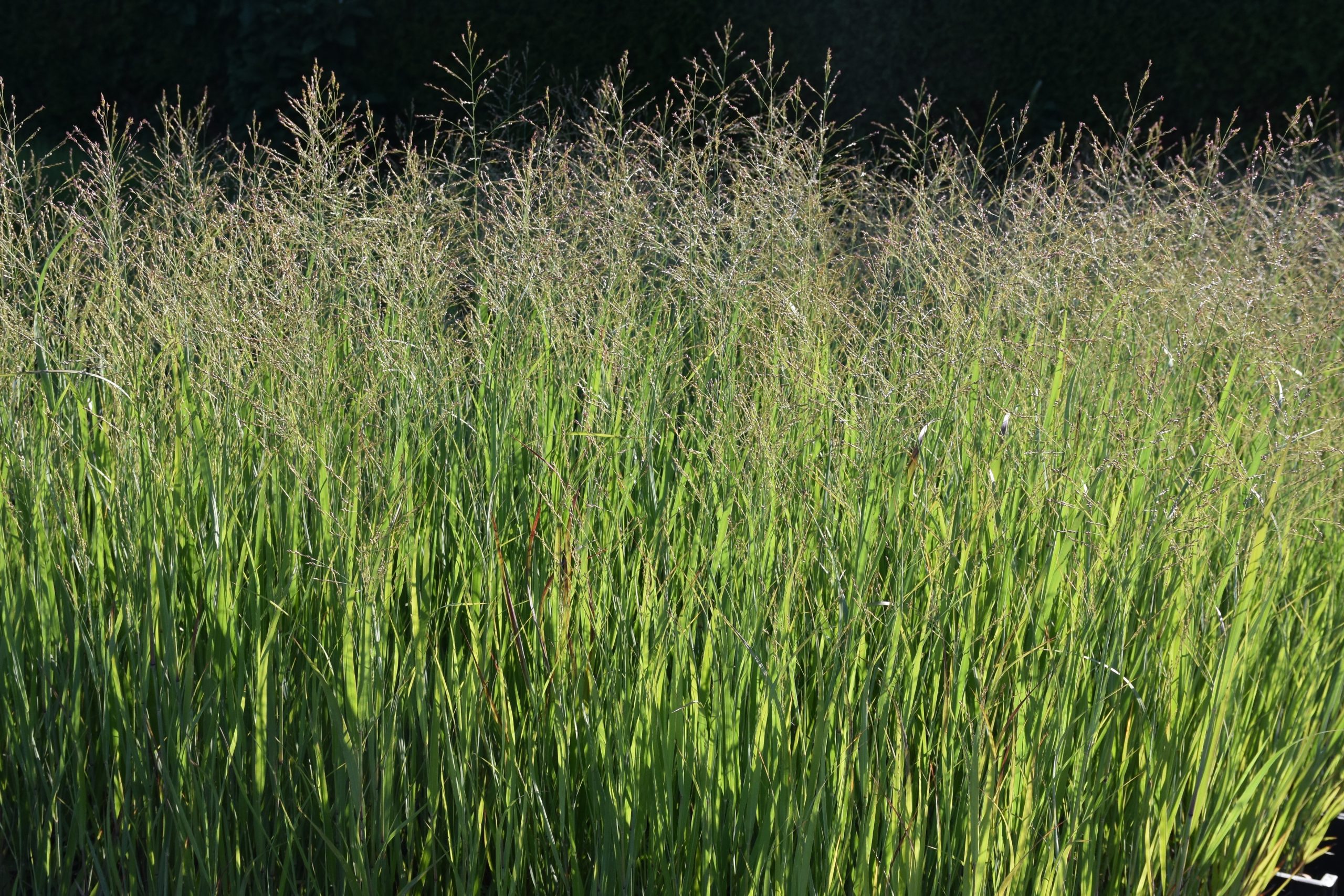 3552_panicum_virgatum_strictum_XS_001-1.jpeg