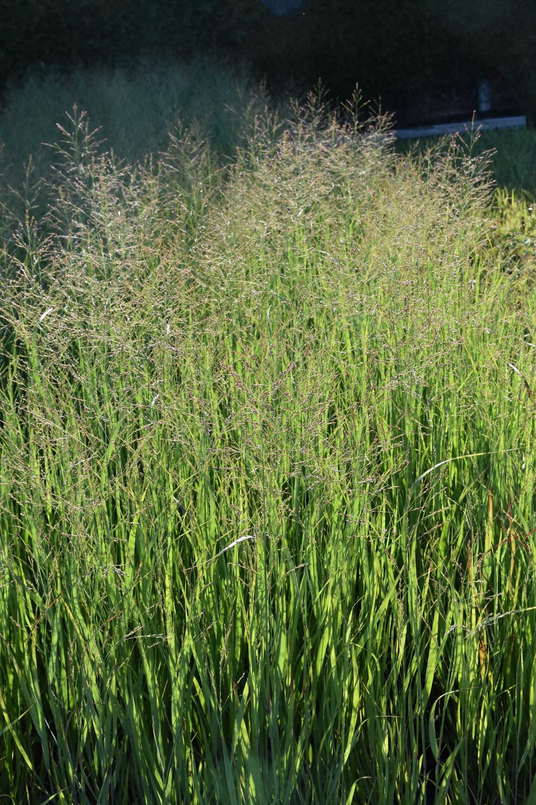 3553_panicum_virgatum_strictum_XS_002-1.jpeg