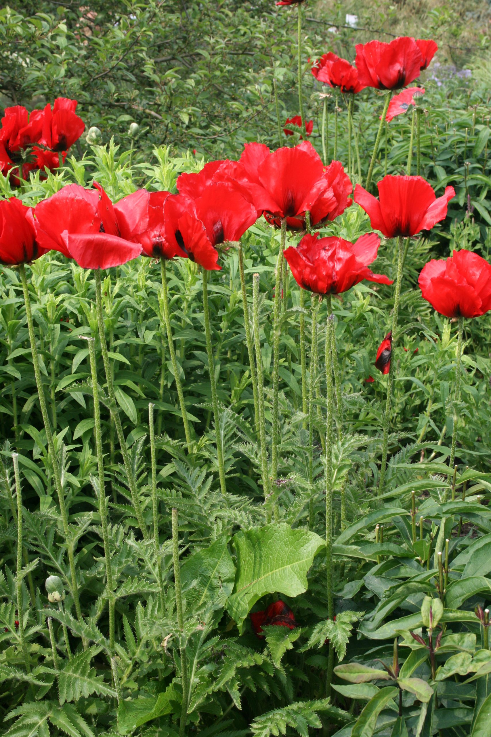 3559_papaver_orientale_beauty_of_livermere_SS_001.jpeg