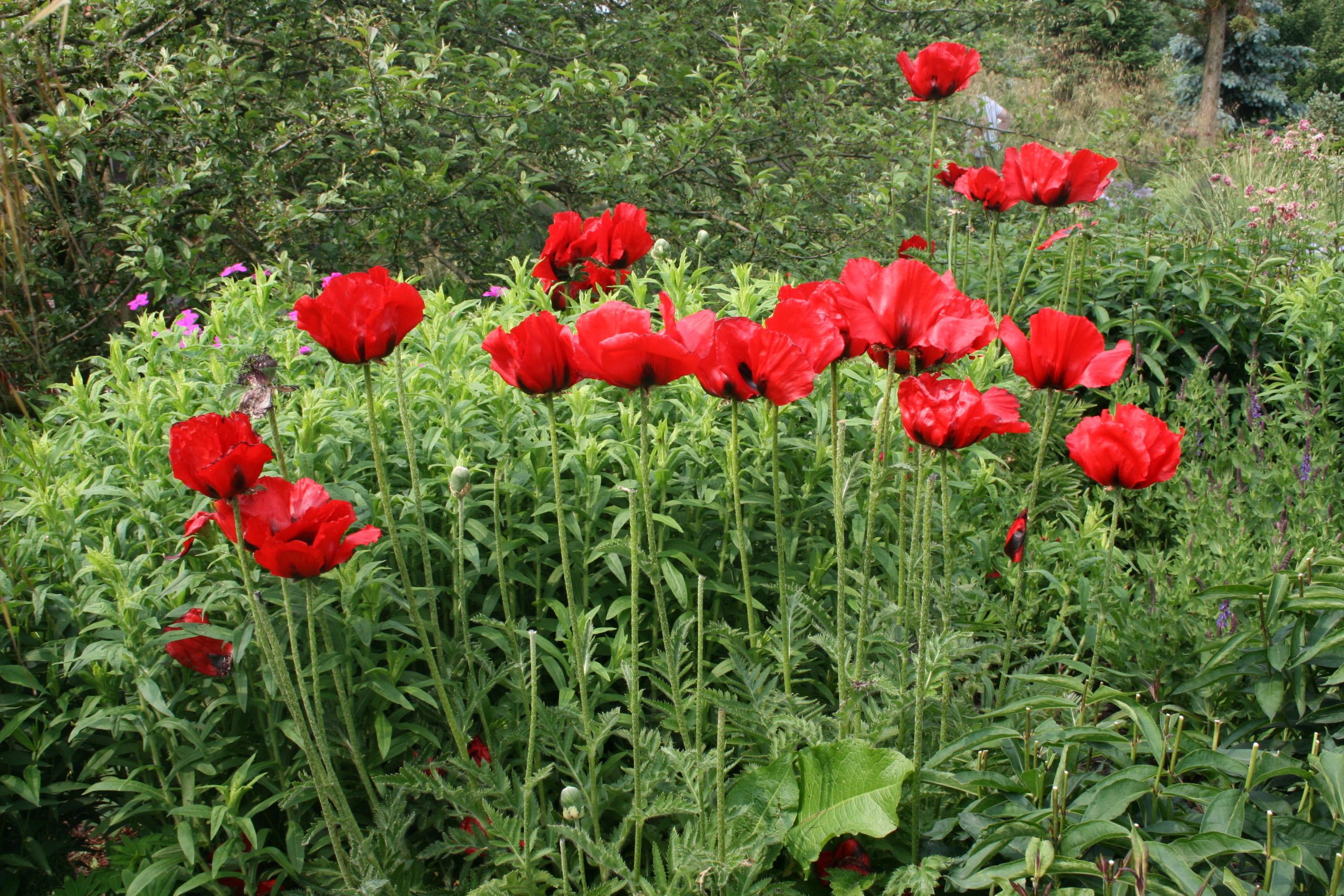 3560_papaver_orientale_beauty_of_livermere_SS_002.jpeg