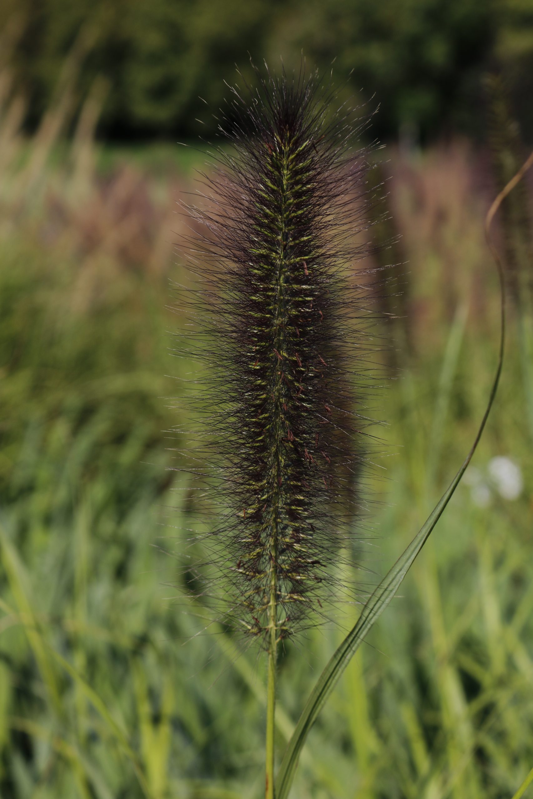 3565_pennisetum_alopecuroides_black_beauty_XS_003.jpeg