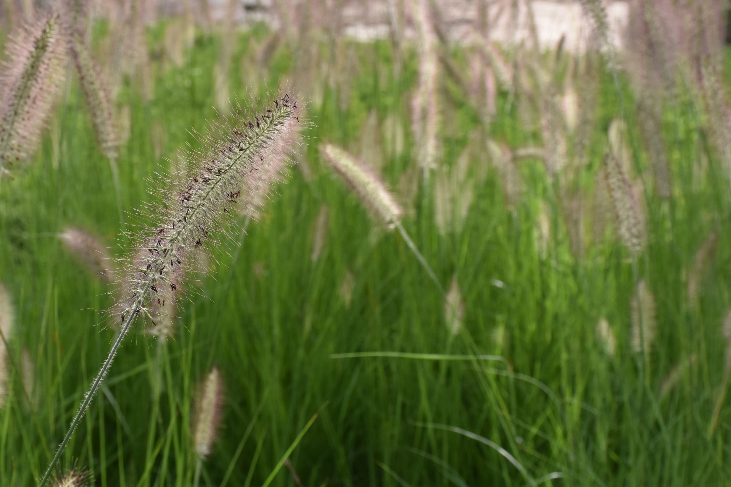 3569_pennisetum_alopecuroides_compressum_XS_004.jpeg