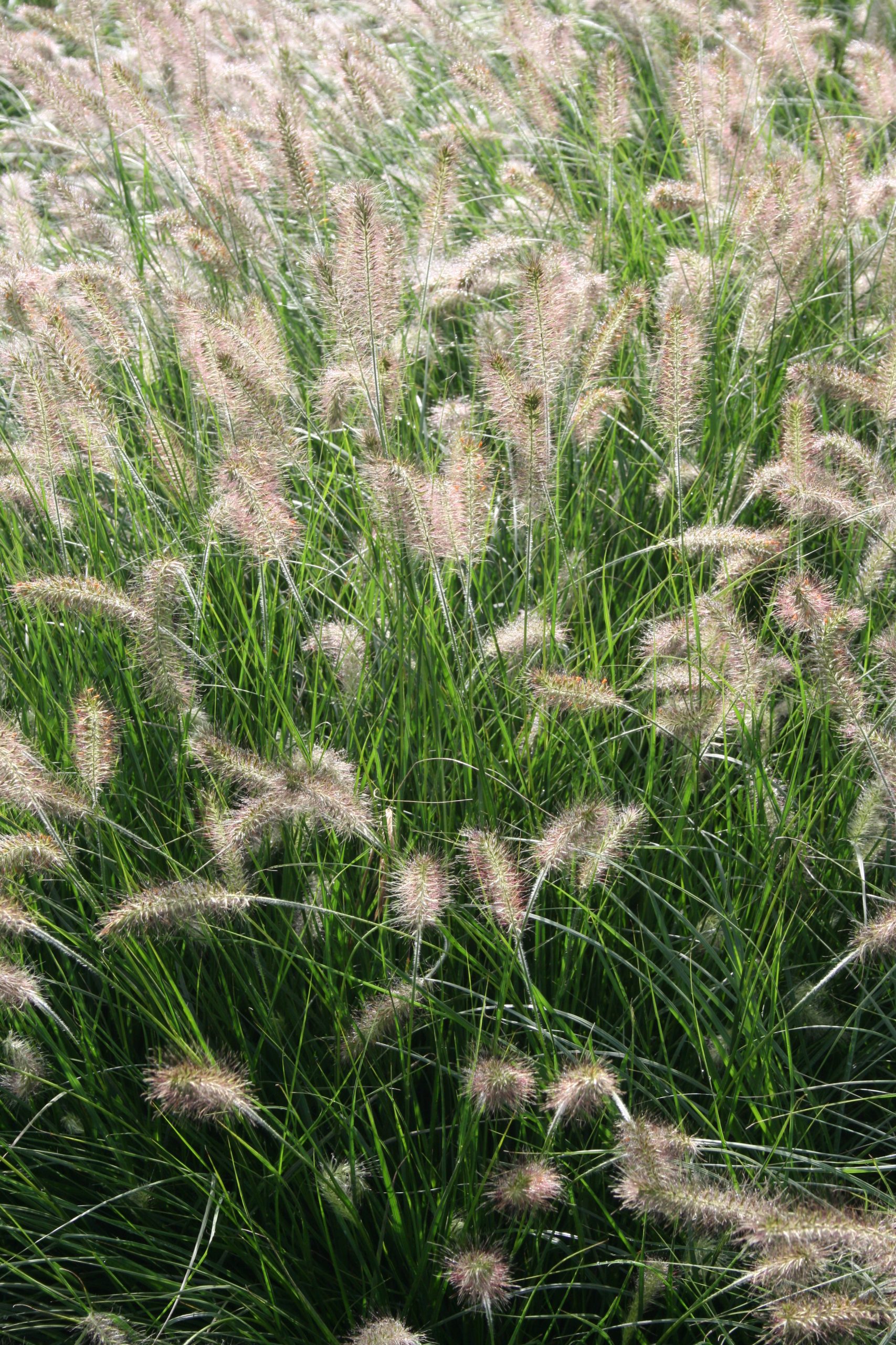 3572_pennisetum_alopecuroides_hameln_SS_001.jpeg