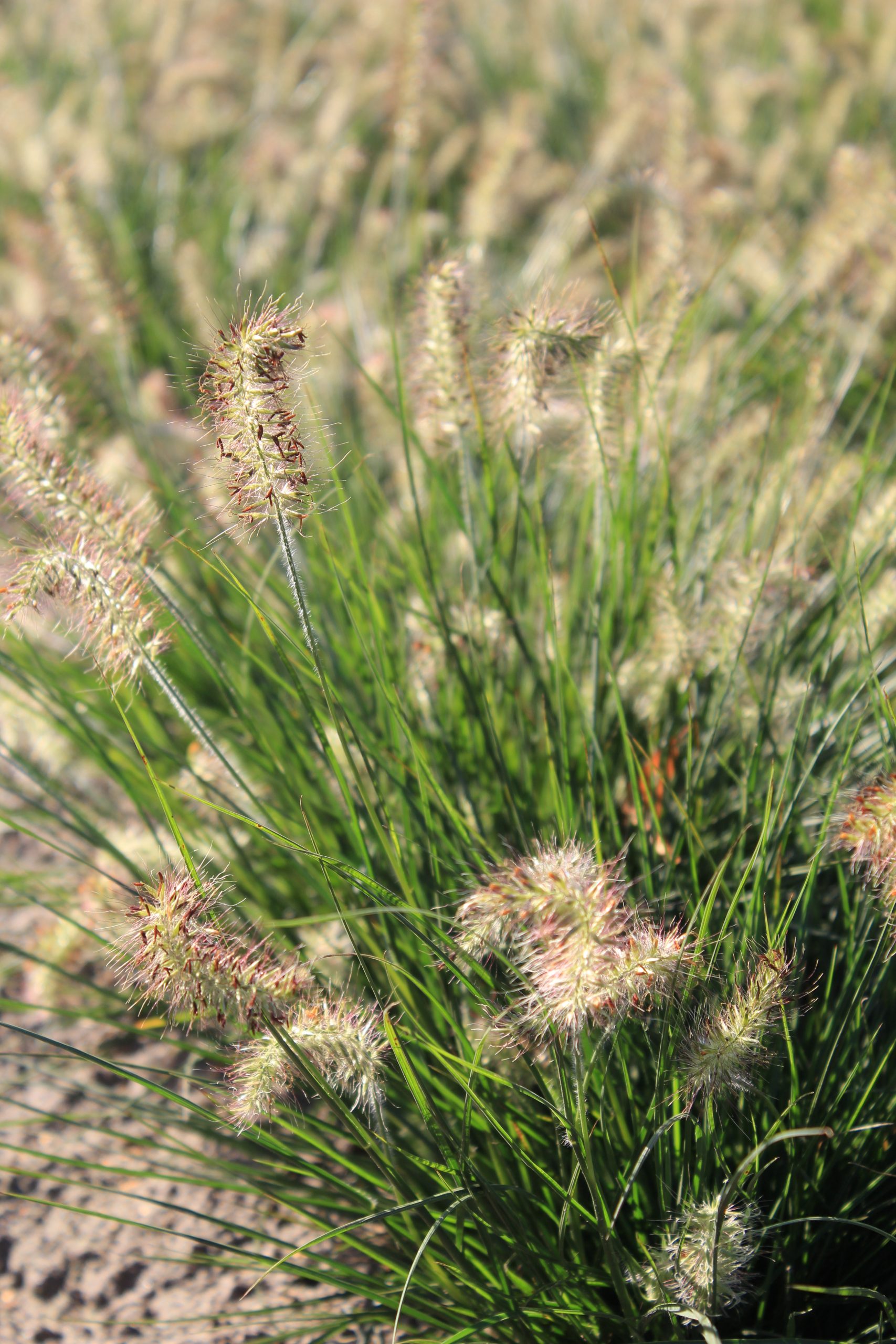 3578_pennisetum_alopecuroides_little_bunny_SS_001.jpeg