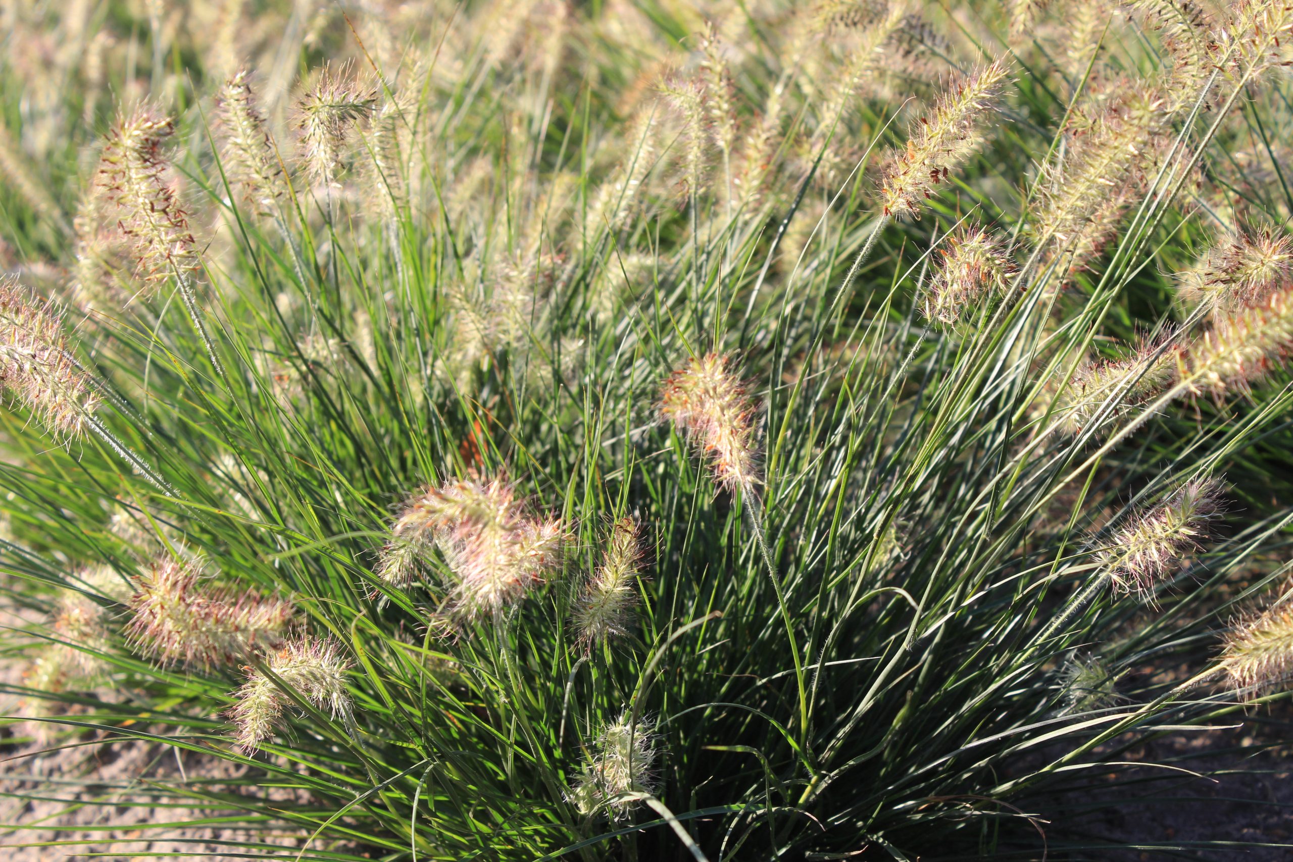 3579_pennisetum_alopecuroides_little_bunny_SS_002.jpeg