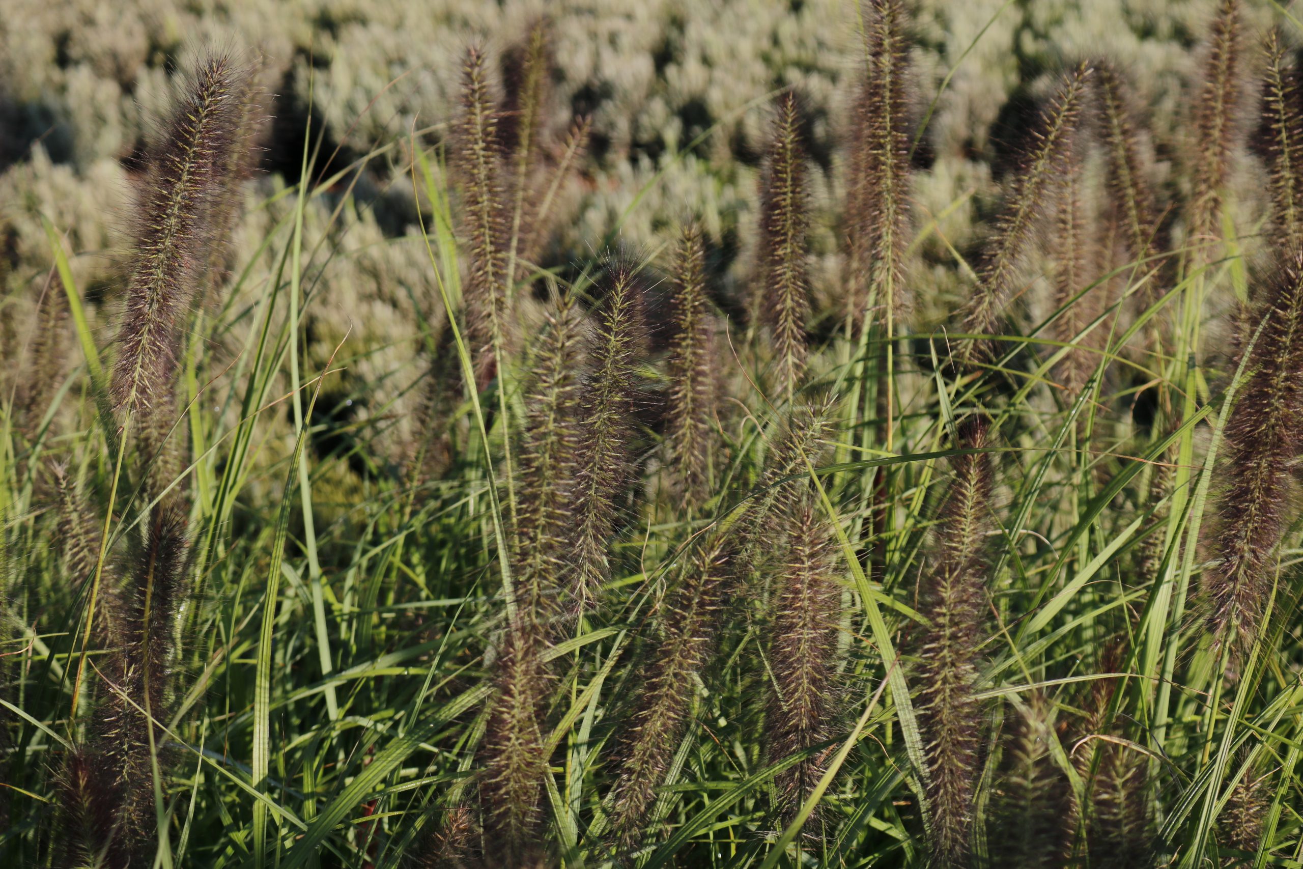 3581_pennisetum_alopecuroides_red_head_XS_001.jpeg