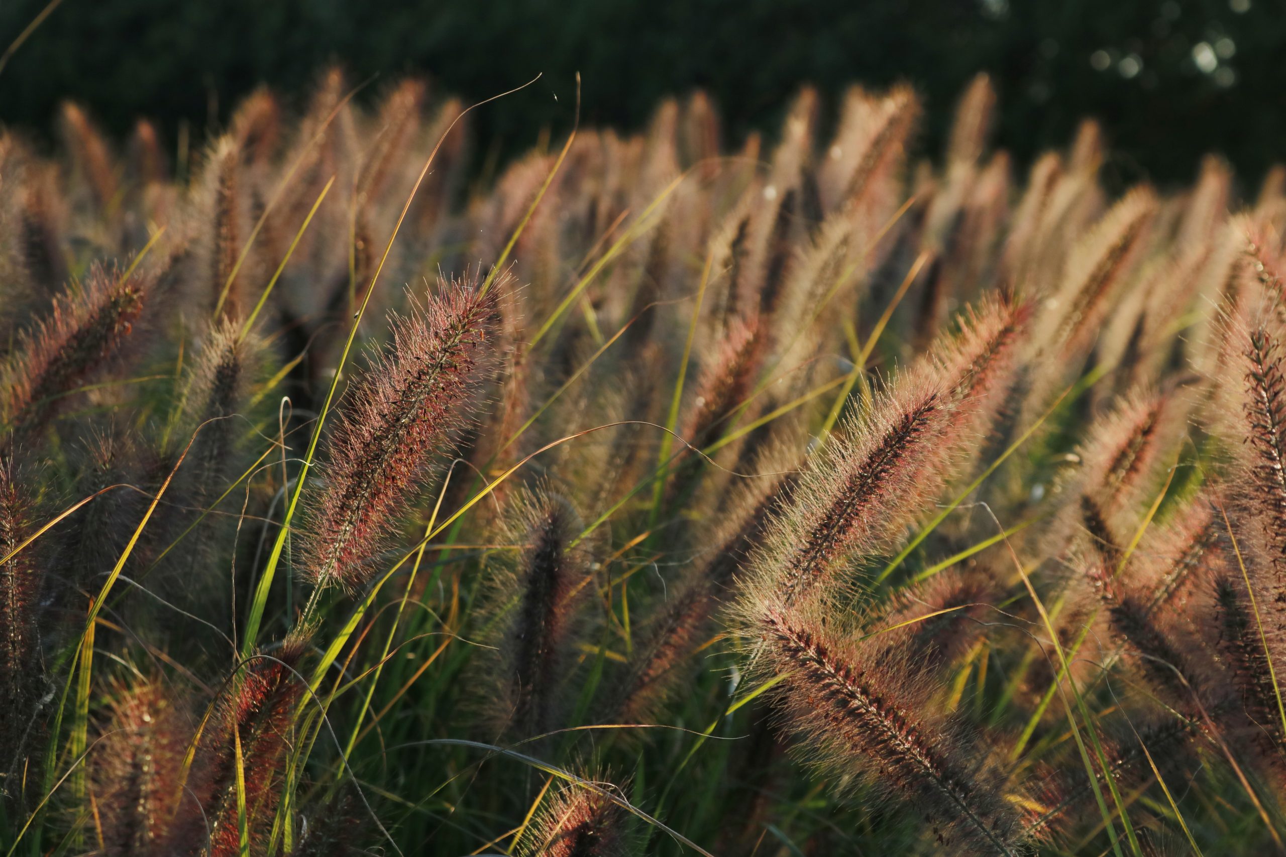 3582_pennisetum_alopecuroides_red_head_XS_002.jpeg