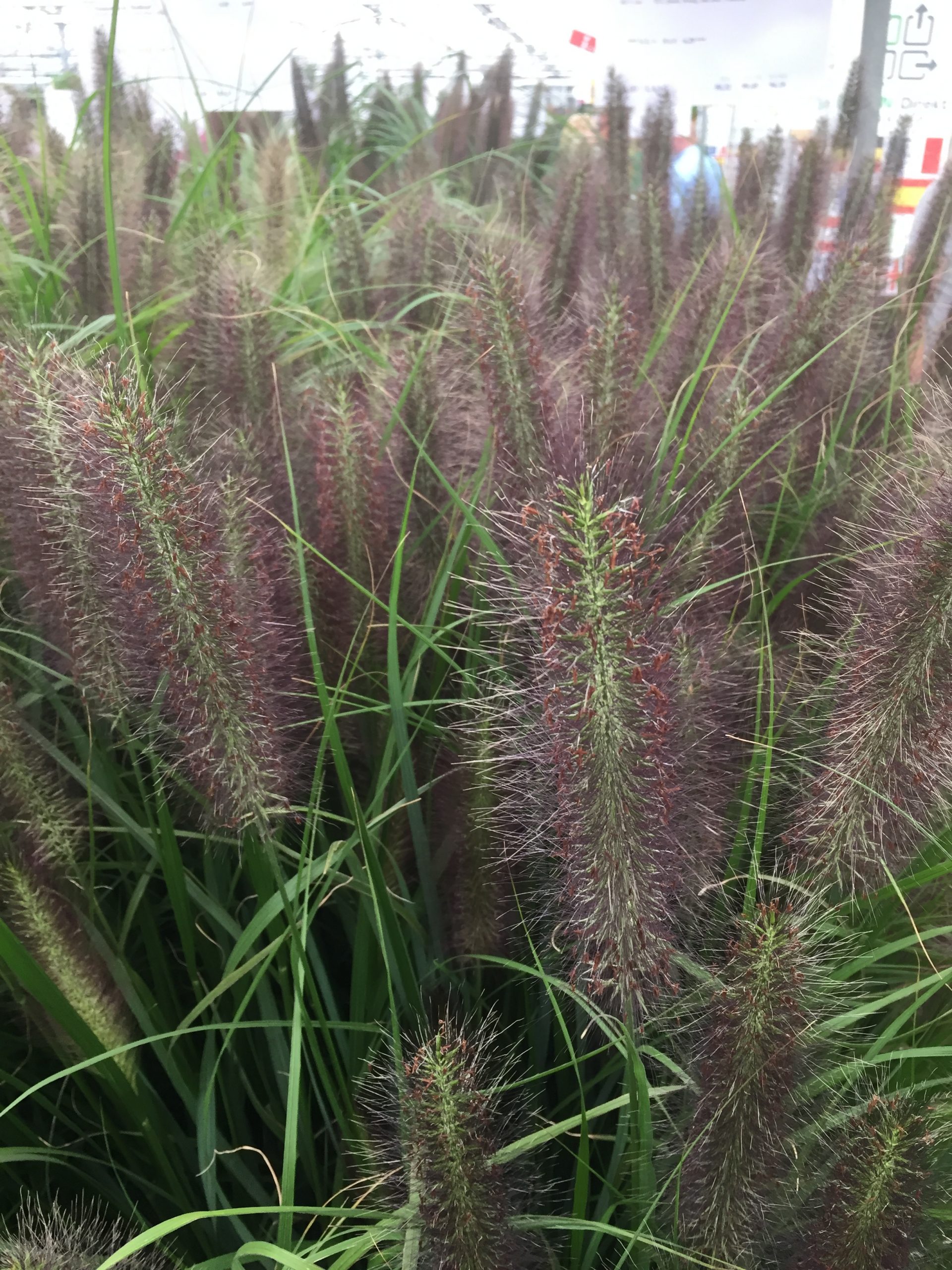 3583_pennisetum_alopecuroides_red_head_SS_003.jpg