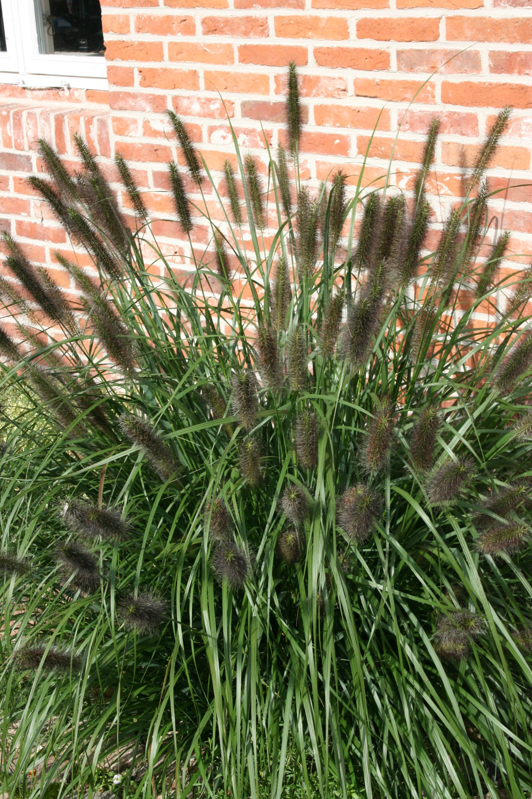 3585_pennisetum_alopecuroides_SS_002.jpeg