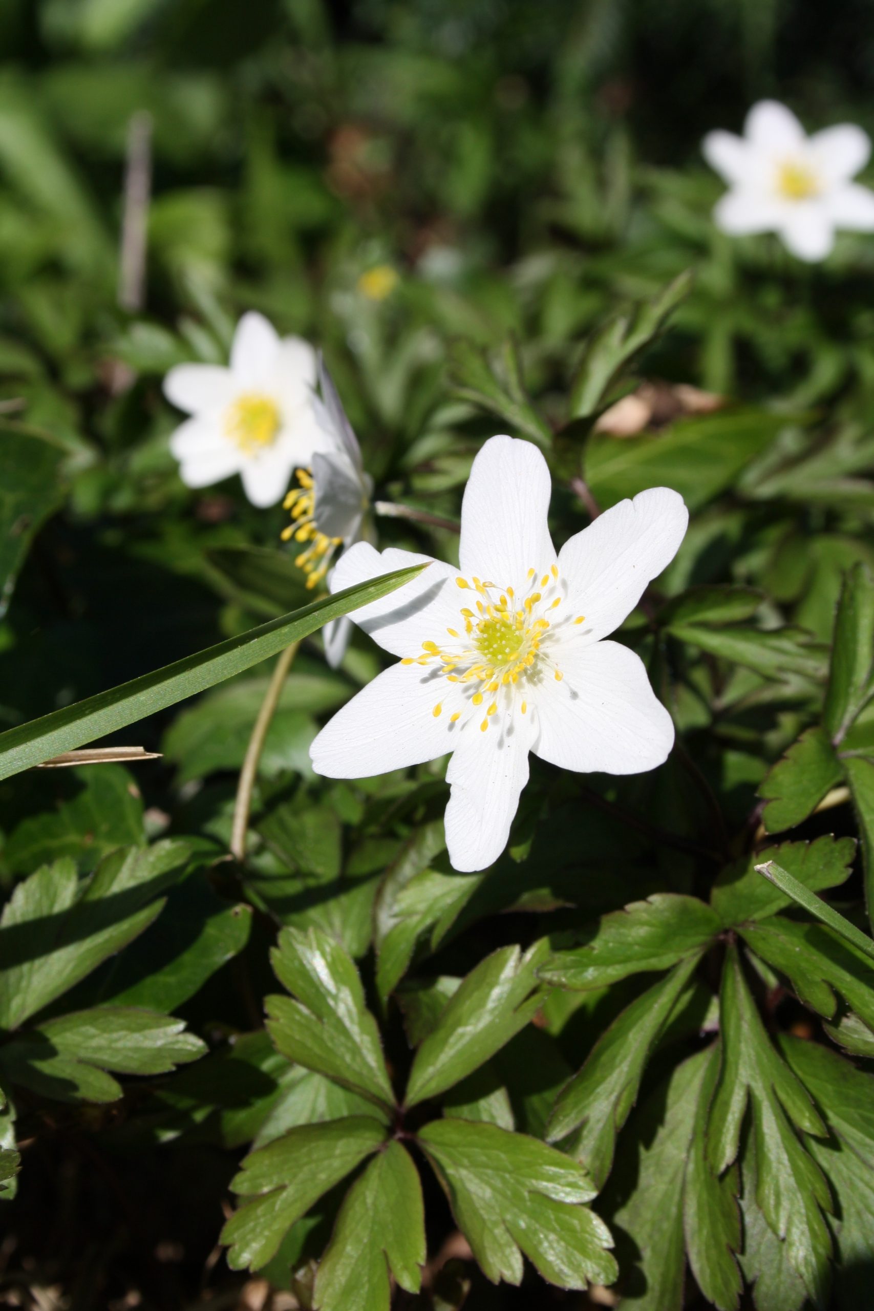 359_anemone_nemorosa_SS_005.jpeg