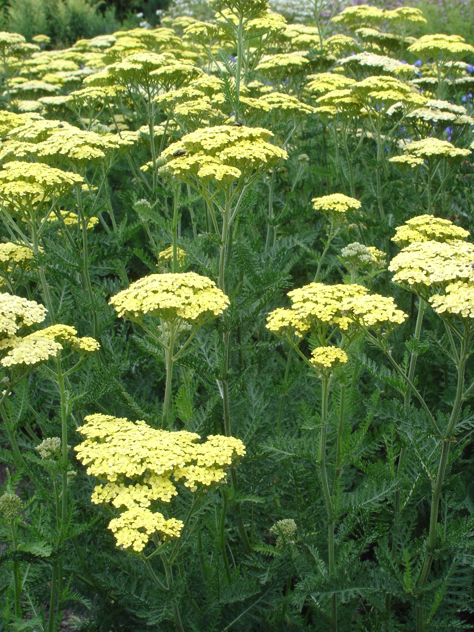 35_achillea_filipendulina_credo_SS_002.jpeg