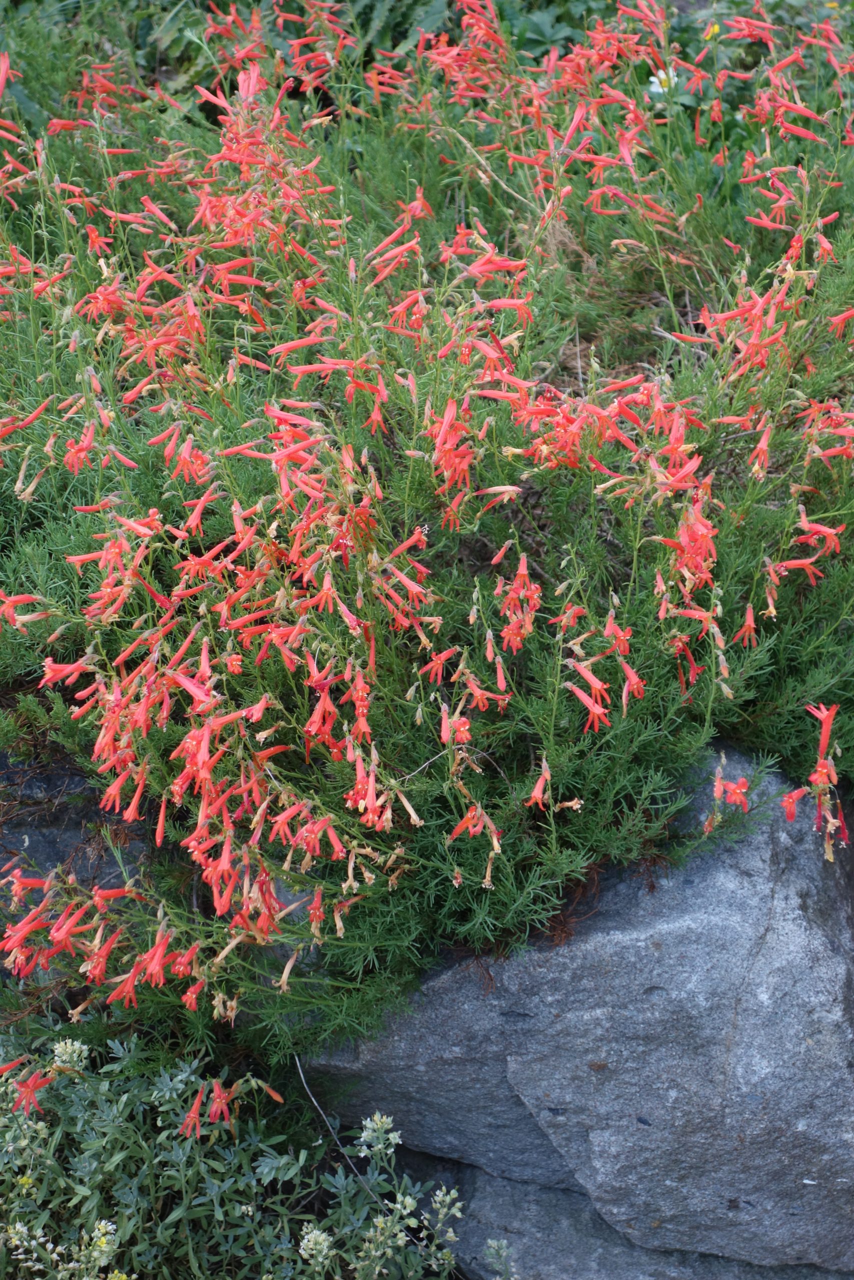 3602_penstemon_pinifolius_SS_004.jpg