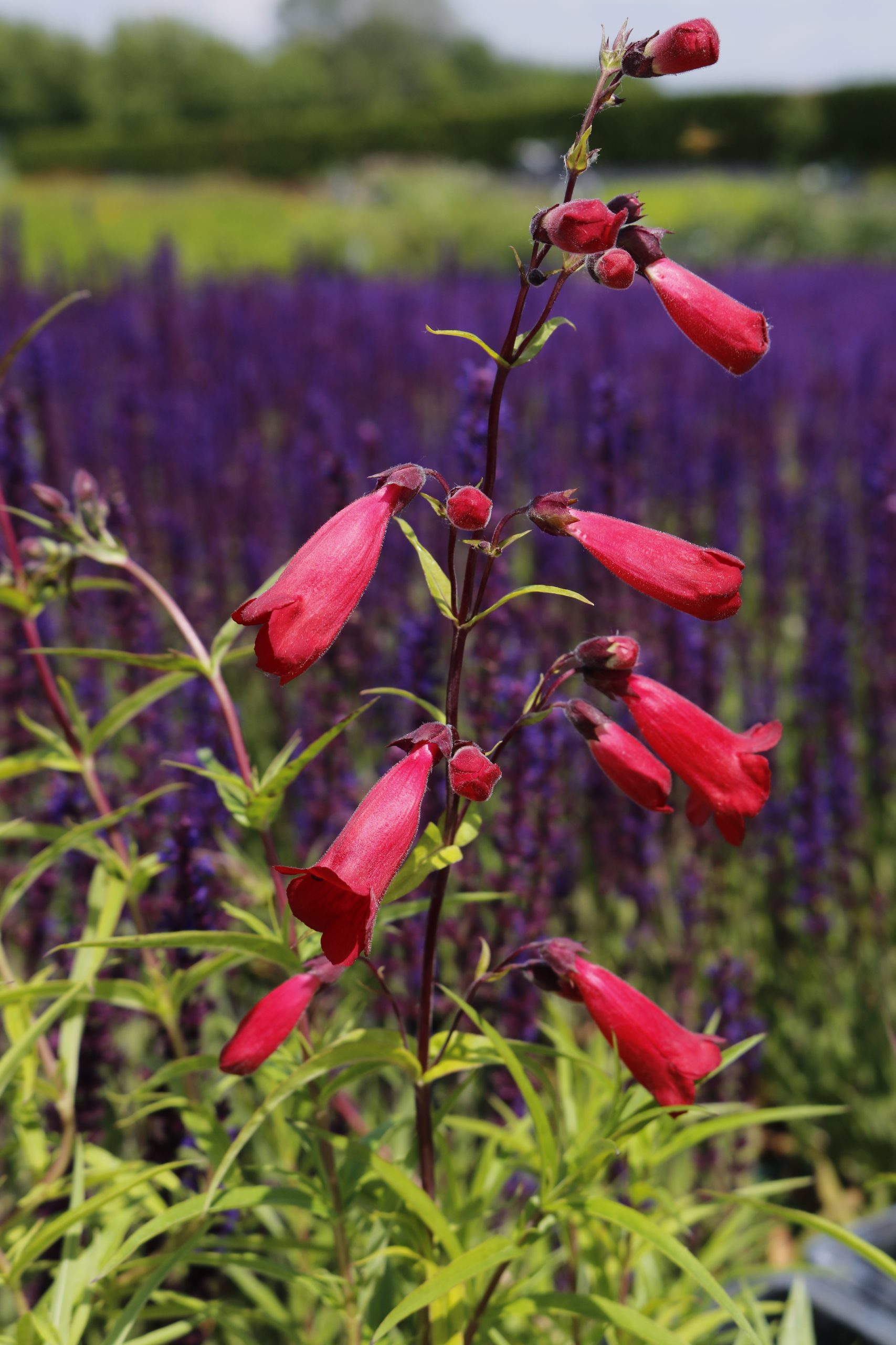 3609_penstemon_cultorum_paul_schonholzer_XS_004.jpeg