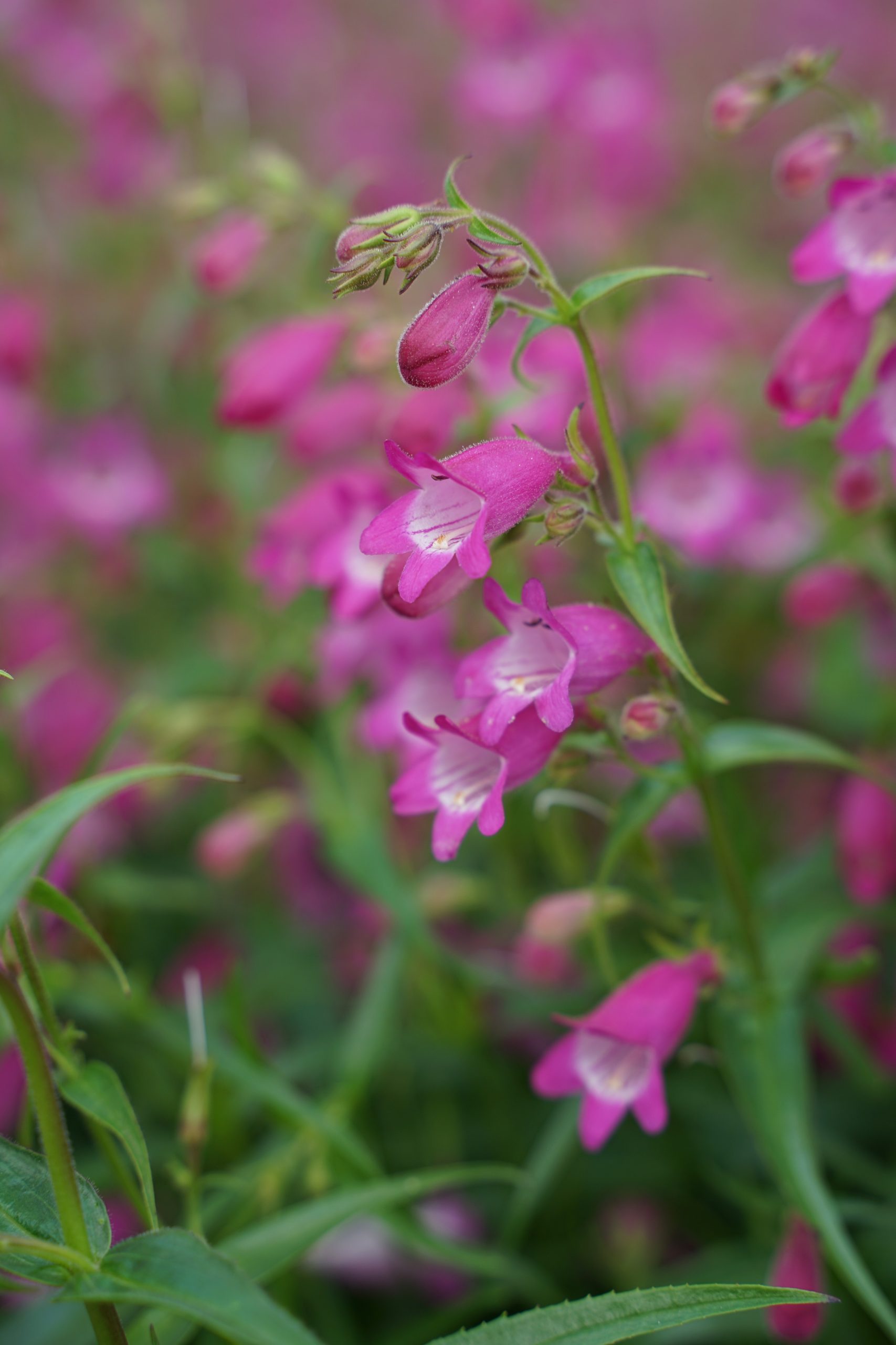 3611_penstemon_cultorum_red_rocks_SS_002.jpeg