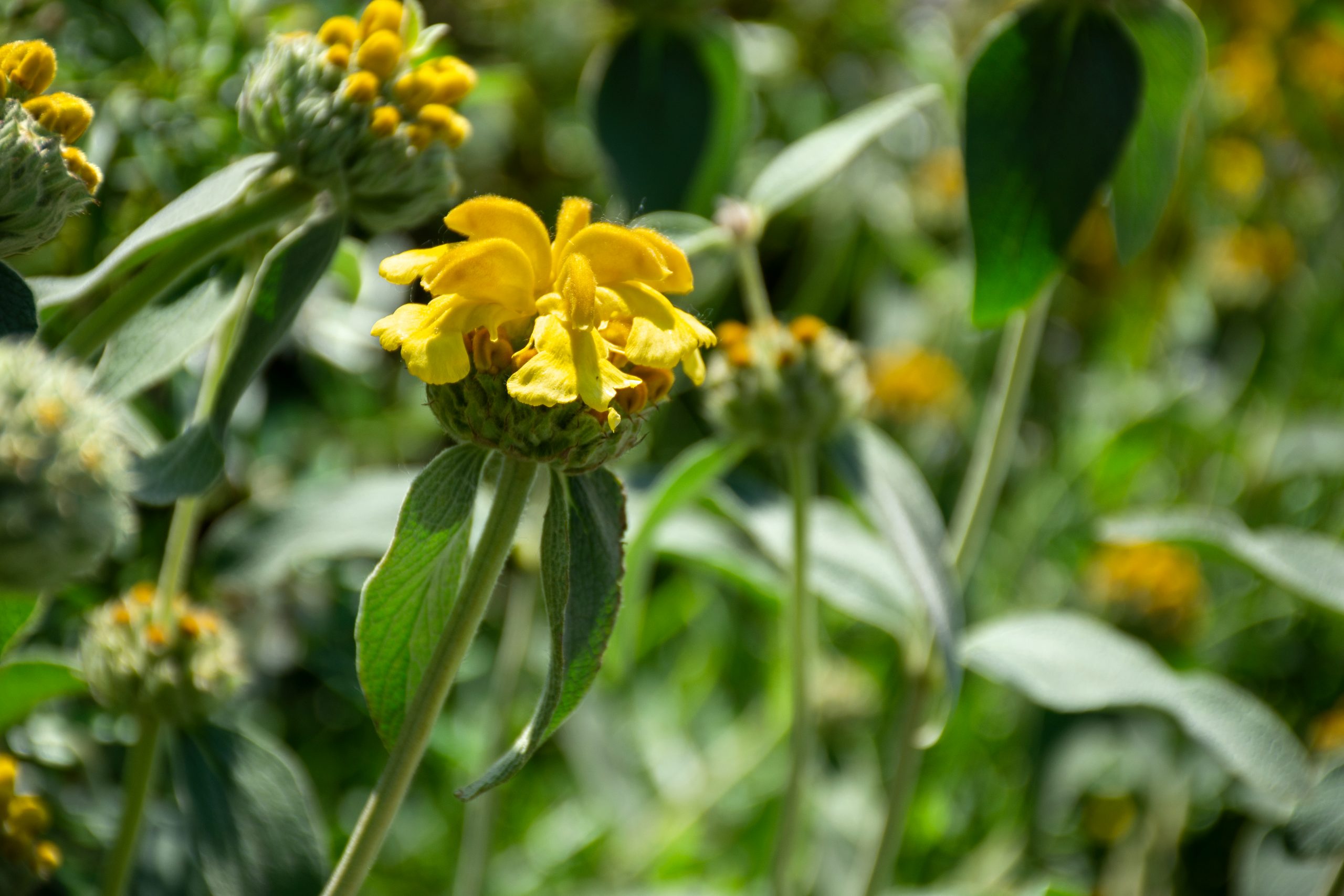 3622_phlomis_fruticosa_XS_001.jpeg